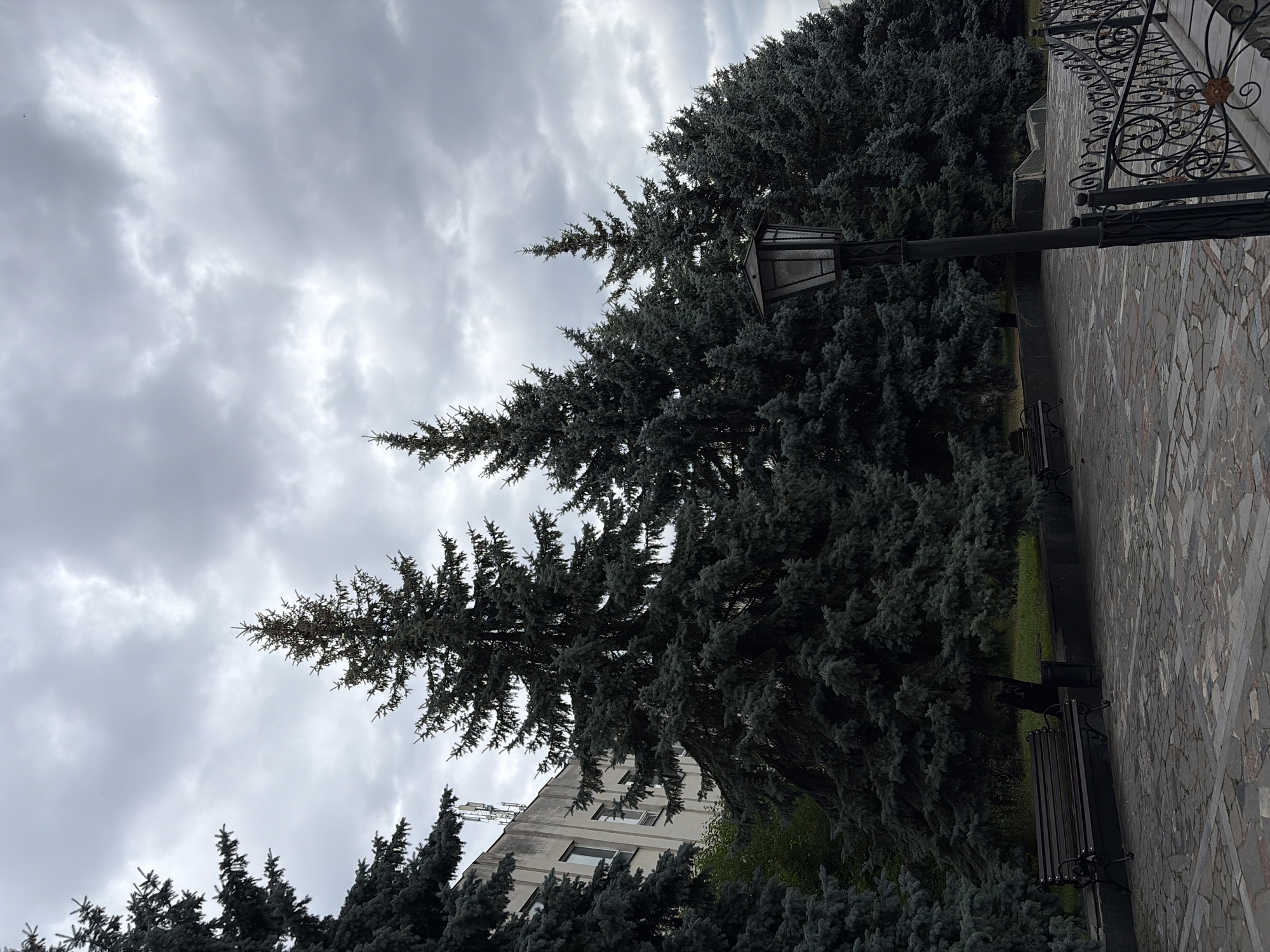 The image depicts an outdoor scene on an overcast day, likely in Chernihiv, Ukraine. The primary subjects are a cluster of dark green evergreen trees, possibly fir or spruce, that dominate the frame. Their dense foliage creates a somber atmosphere. A street lamp with a dark metal frame and a glass enclosure is visible amongst the trees, suggesting a public space like a park or street.
In the background, a modern, light-colored building with multiple windows can be seen peeking through the trees. To the right of the frame, a decorative wrought-iron fence runs along a stone-tiled pathway. A dark-colored park bench is also visible on this pathway. The overall setting appears to be a public area with a blend of natural elements and man-made structures.
The weather is cloudy and appears to be either morning or late afternoon, given the diffused light. There are no people visible in the image. The mood conveyed is one of quietude and perhaps a touch of melancholy due to the overcast sky and the dark hues of the trees. The stone tiling and the design of the fence might offer subtle clues to the specific location within Chernihiv, but without further context, it's difficult to pinpoint more precisely. There is no visible text in the image.