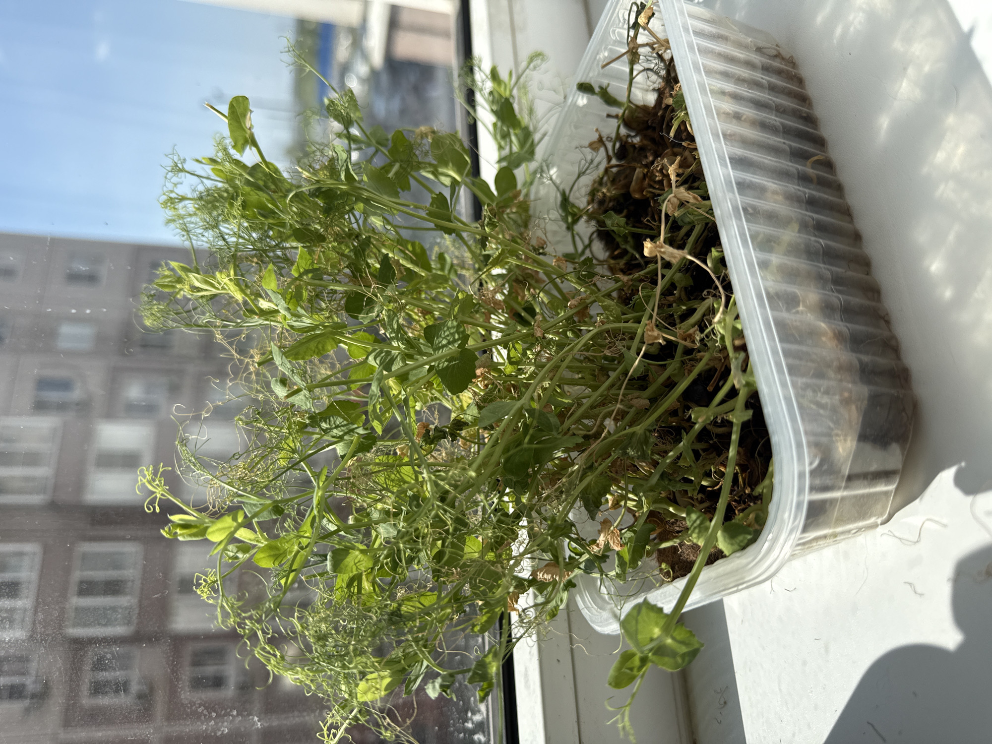 A container of plants sits on a window sill. The plants are a mix of green and brown, appearing to be partially withered. The container is clear plastic. The window is reflective, showing an urban cityscape with apartment buildings. The location is possibly in Rostov-on-Don, Russia. The image captures a close-up view of the plants and the urban background.