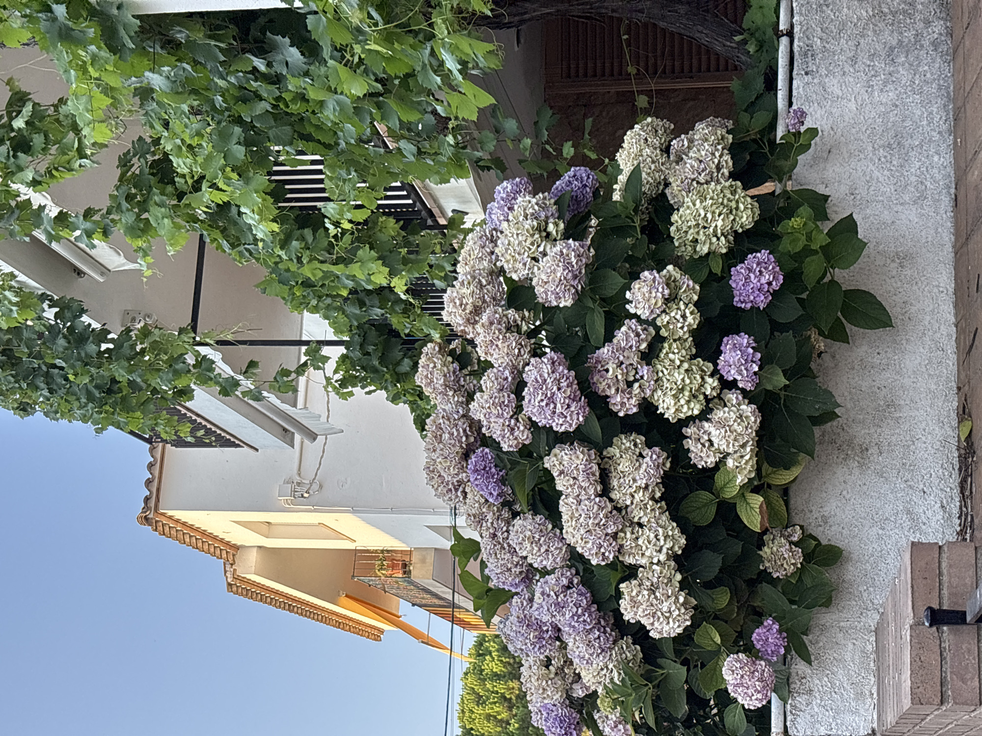 In Calella De Palafrugell, Spain, a close-up shot captures a vibrant hydrangea bush overflowing with large clusters of flowers in various shades of white, pale green, and lilac. The bush is positioned in front of a textured, light-colored wall. Above and behind the flowers, a white building with a terracotta-tiled roof and a balcony draped with lush green vines is visible. The building has a balcony with a railing and a retractable awning. The clear blue sky forms the backdrop for the upper portion of the scene.
