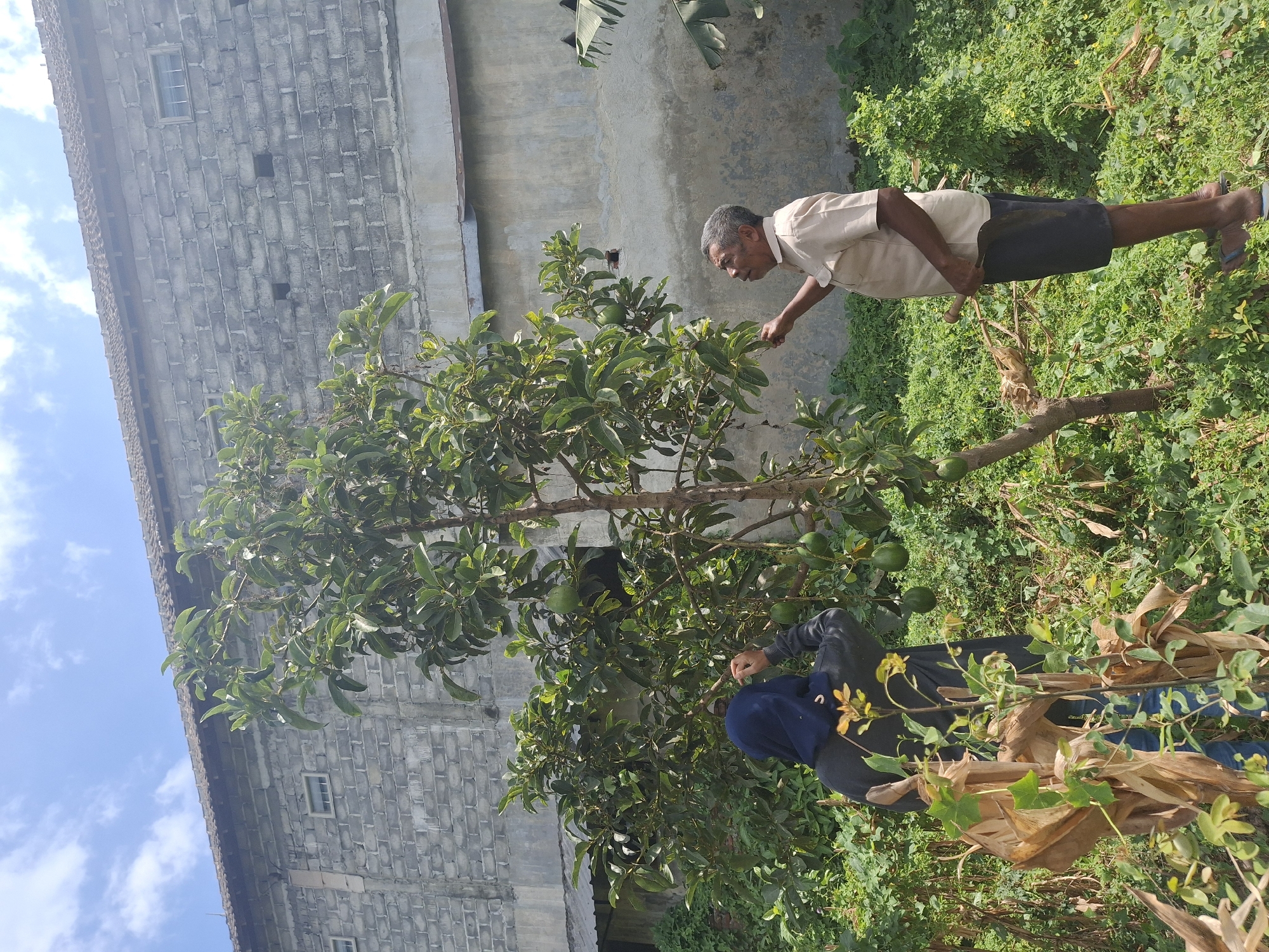 Two individuals are in a rural outdoor setting, in the city of Denok, Indonesia, near a building constructed of gray cinder blocks with a tiled roof. In the foreground, a person wearing a dark blue headscarf and a dark jacket is reaching up to pick avocados from a tree. To the right, an older man in a light-colored short-sleeved shirt and dark shorts is also reaching towards an avocado on the same tree, holding a machete in his right hand. The ground is covered with lush green vegetation, and several avocados are visible on the tree branches. The sky is blue with scattered white clouds.