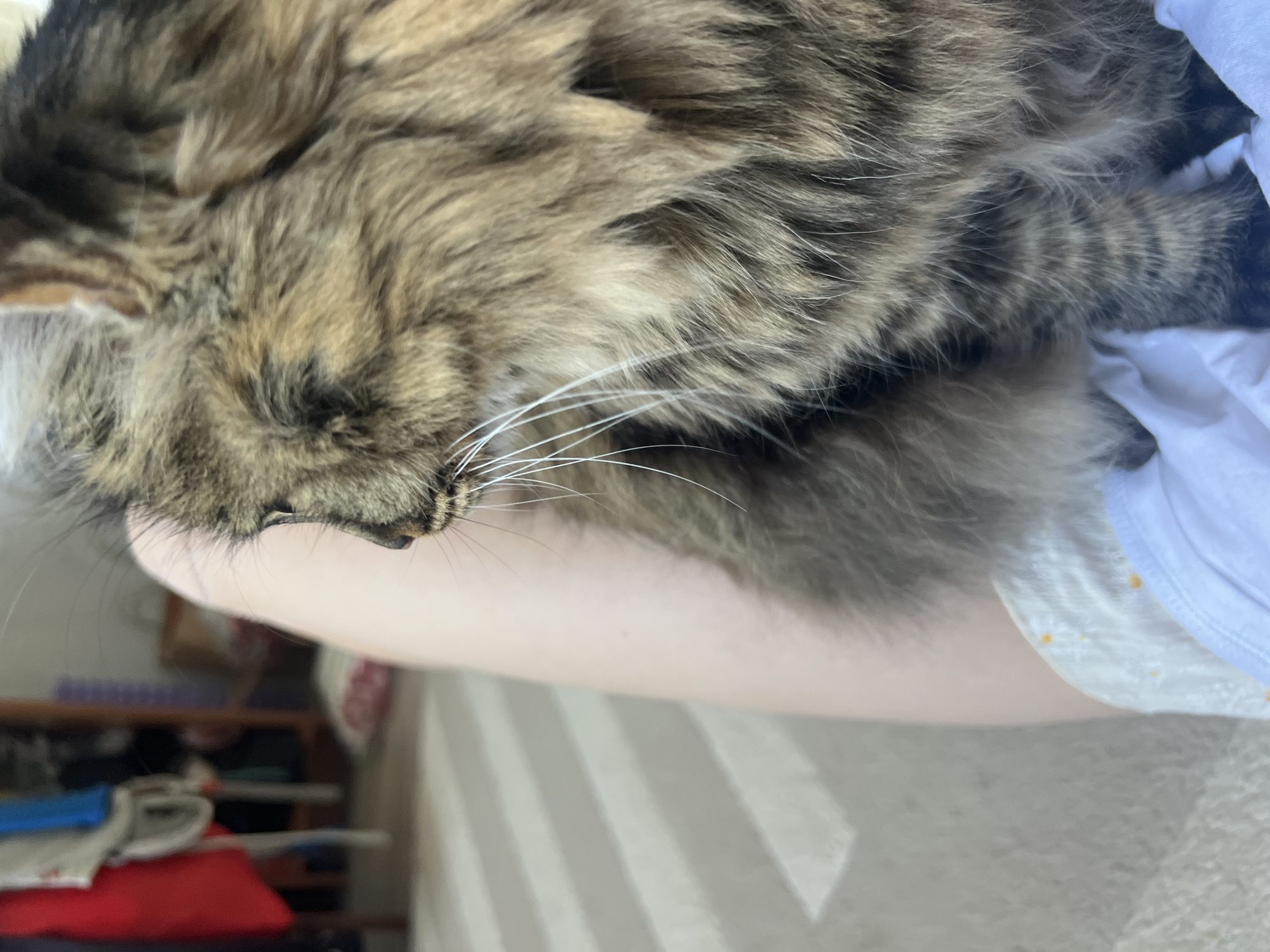 A close-up, rotated shot shows the upper portion of a brown tabby cat resting on a person's arm. The cat's face, with its long white whiskers, is angled slightly downward. The person is wearing a white shirt with a daisy pattern. The background is blurry but includes a striped surface and a shelf with various items. The image lacks identifiable landmarks to confirm a specific location in Chaikovsky, Russia.