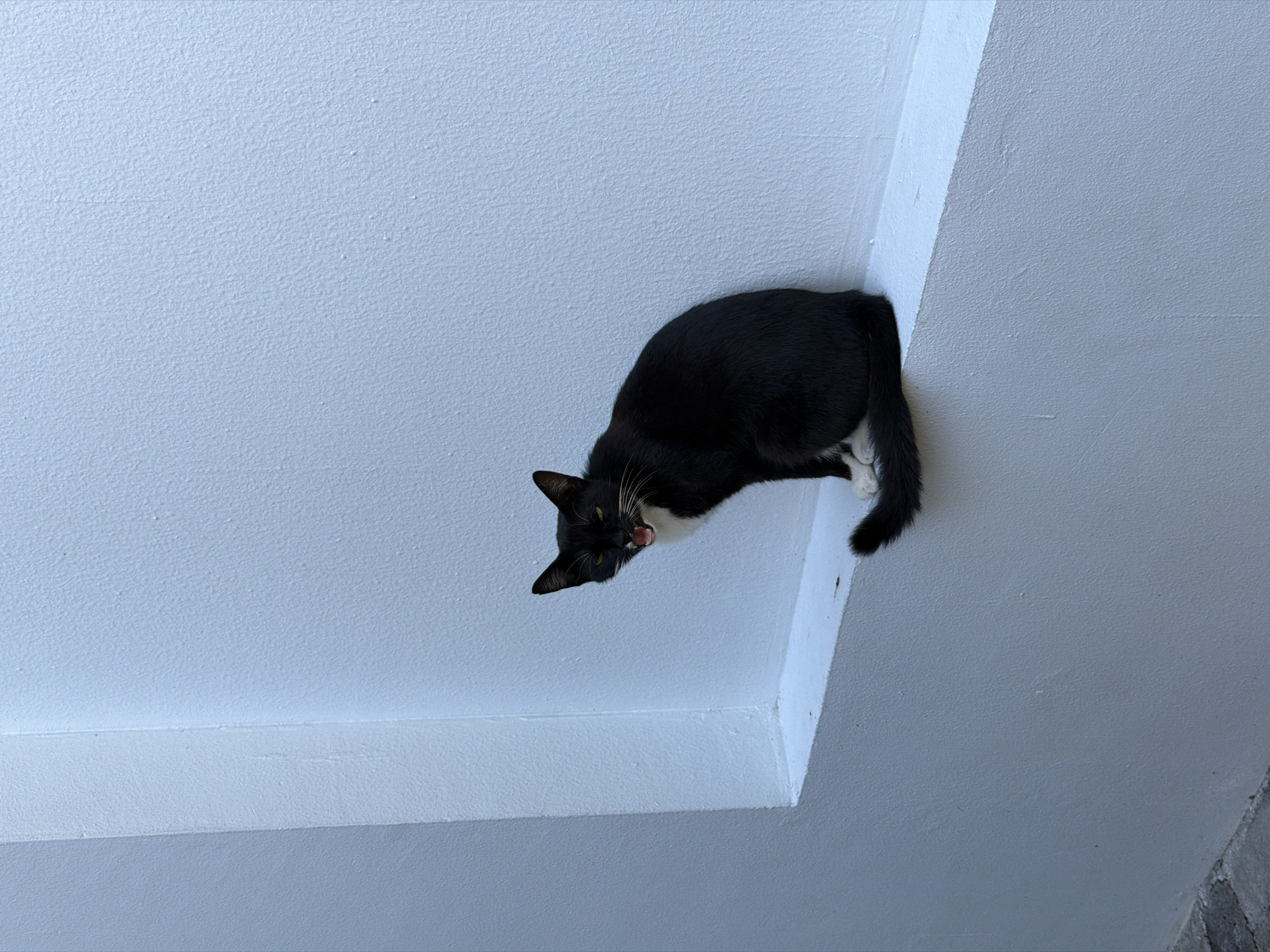 A black and white cat is sitting on a white ledge in front of a textured white wall. The cat is facing the viewer with its mouth open, appearing to meow or hiss. Its eyes are yellow and narrowed. The cat has white fur on its chest and paws, and a black tail curled around its body. The environment is outdoors, with what appears to be a concrete sidewalk visible in the lower left corner. The lighting suggests it is daytime. The location is identified as Kuta Selatan, Indonesia, though no specific landmarks are visible in the image to confirm this.