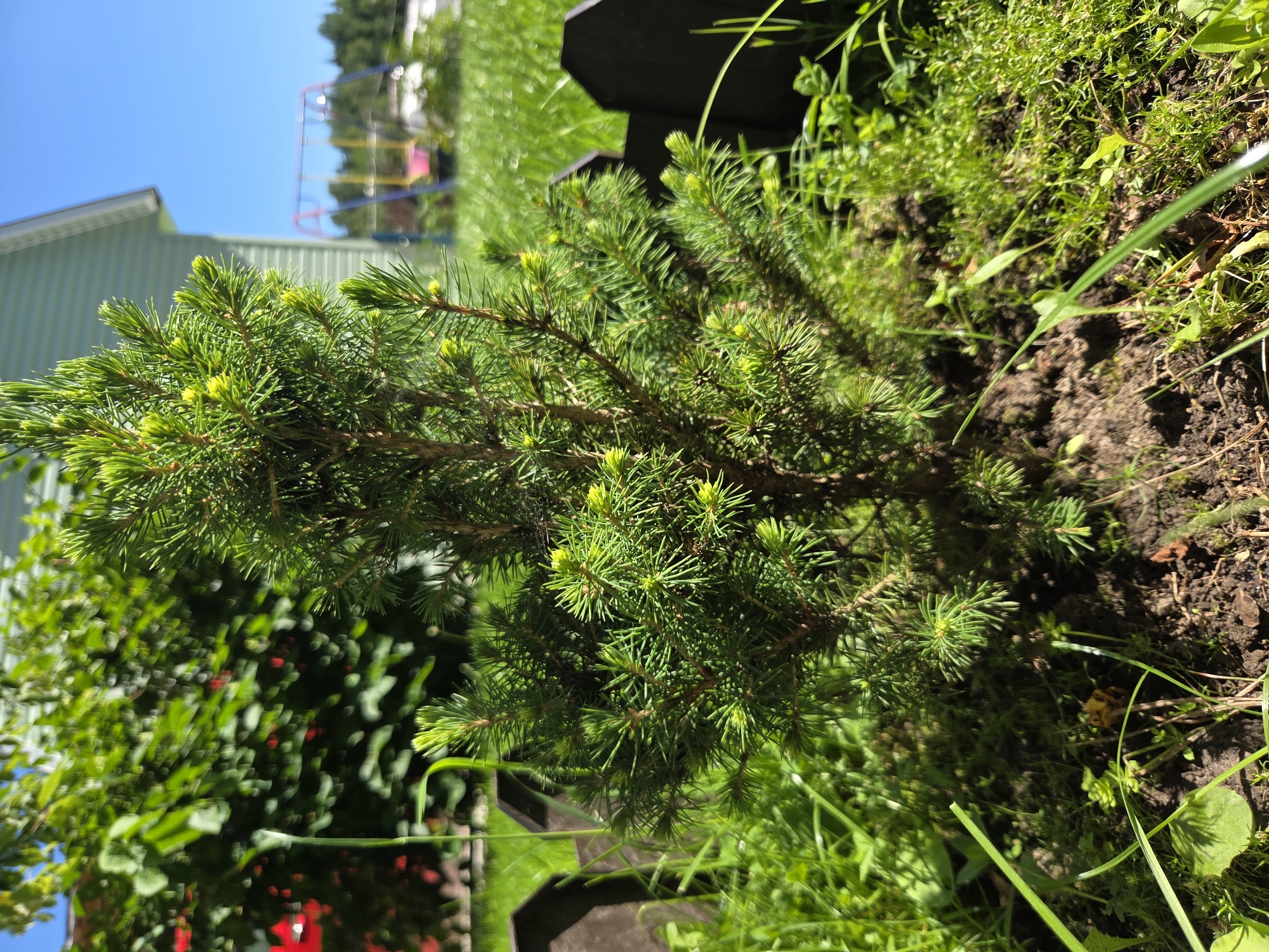 A close-up, low-angle shot focuses on a small, coniferous tree with bright green new growth in the foreground. The tree is planted in dark soil, surrounded by lush green grass and small weeds. A dark brown, decorative wooden fence with pointed tops runs along the right side of the image. In the background, a light green house with a white trim is visible. Beyond the house, a blue sky stretches overhead, and a brightly colored playground swing set with red, yellow, and blue elements is in soft focus. The scene appears to be in a residential yard, likely in a rural or suburban area of Восход Снт (фролово), Russia, given the presence of a house, yard, and playground. The lighting suggests a sunny day. No people are present in the image.