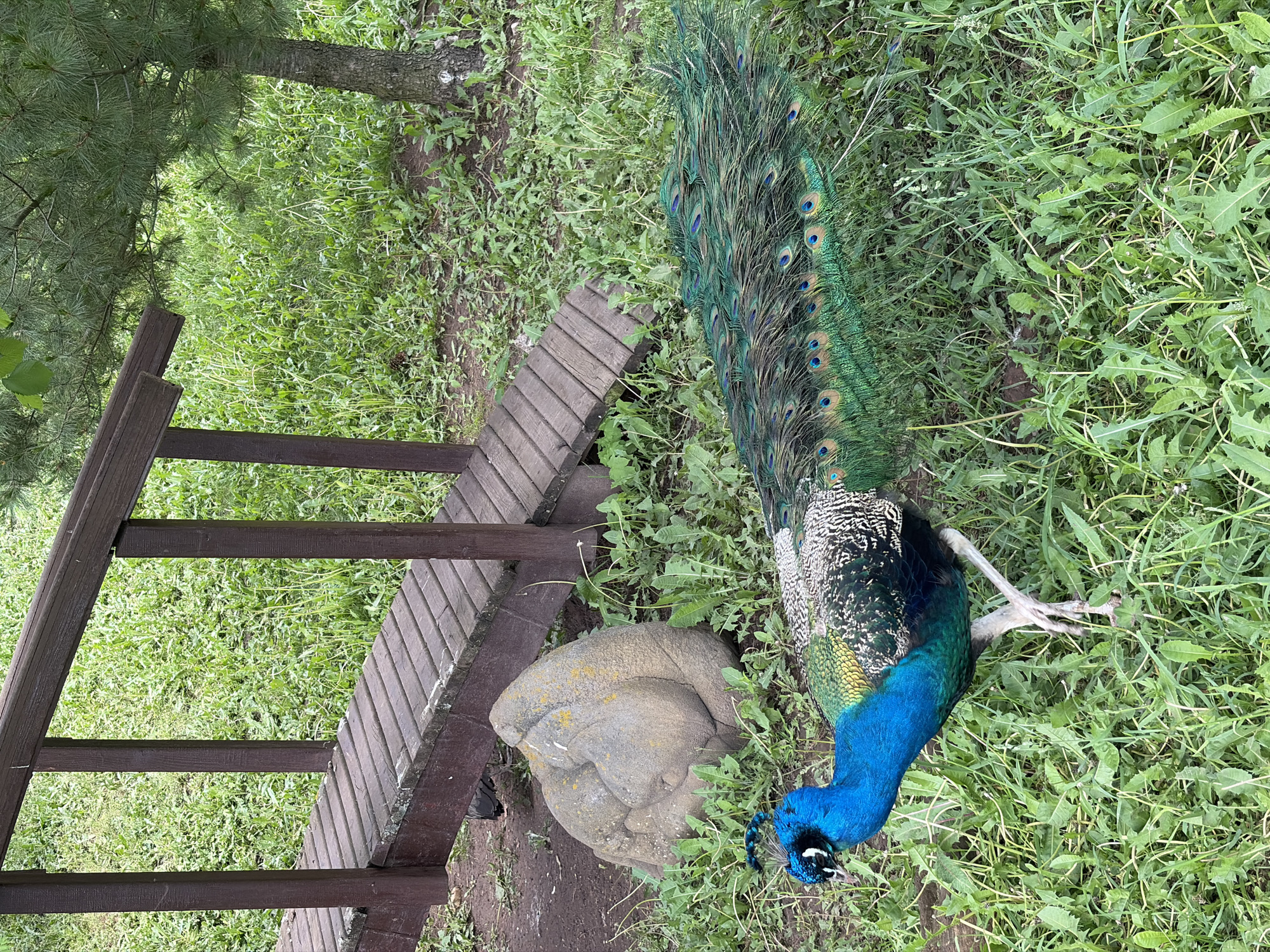 This media file depicts an Indian Peafowl (peacock) in an outdoor, grassy setting in Izhevsk, Russia. The vibrant peacock is situated in the right half of the image, with its head lowered, appearing to forage in the tall green grass. It displays its striking iridescent blue head and neck, a body with speckled blue-green, black, and white feathers, and a long, fanned train of magnificent green tail feathers, each adorned with distinctive blue "eyespot" patterns. One of the peacock's legs is visible.
To the left of the peacock, a weathered, light gray stone ornament or statue rests amidst the grass. Its surface shows patches of moss or lichen, and it has an organic, somewhat abstract form. A dark brown wooden structure, resembling a low railing or part of a bench with horizontal slats, runs from the lower left towards the top right, partially enclosing the stone object and separating it from a section of richer greenery. Further to the left, the trunk and needles of a pine tree are visible.
The ground is covered with lush, natural green grass and various weeds, suggesting a maintained but somewhat wild garden or park environment. The scene is illuminated by natural daylight, indicating it is daytime. There is no visible text in the image.