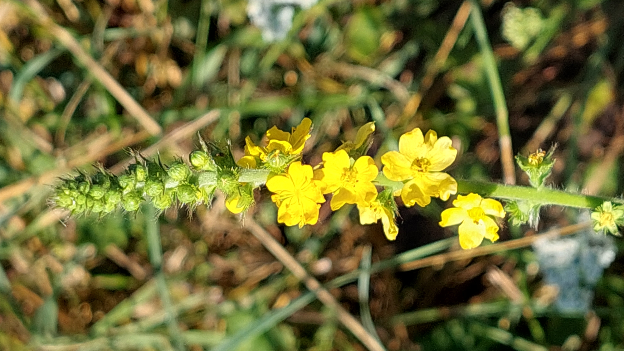 A vertical, close-up shot captures a stalk of bright yellow flowers against a blurred background of green and brown foliage. The stalk itself is green and fuzzy, with small green buds clustered at the top. The flowers, arranged in a spike, are small and five-petaled, with a distinct star-like appearance. The lighting suggests it is daytime, with the sun highlighting the yellow petals. The environment appears to be natural, possibly a field or meadow, with grass and other wild plants visible. The image was taken in Kozarovychi, Ukraine.