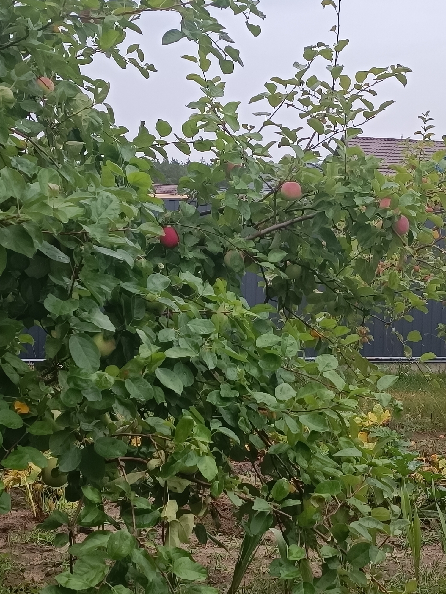 The image captures an apple tree laden with ripe fruit in a garden setting, likely within the Тэльмінскі сельскі Савет, Belarus. The tree's branches are full of green leaves and several red and pink apples. In the background, a dark grey wooden fence is visible, with the peak of a house roof showing above it. The ground beneath the tree is covered with soil and sparse grass. The sky is overcast. There are no people or animals in the frame. The scene appears to be a still, outdoor environment.