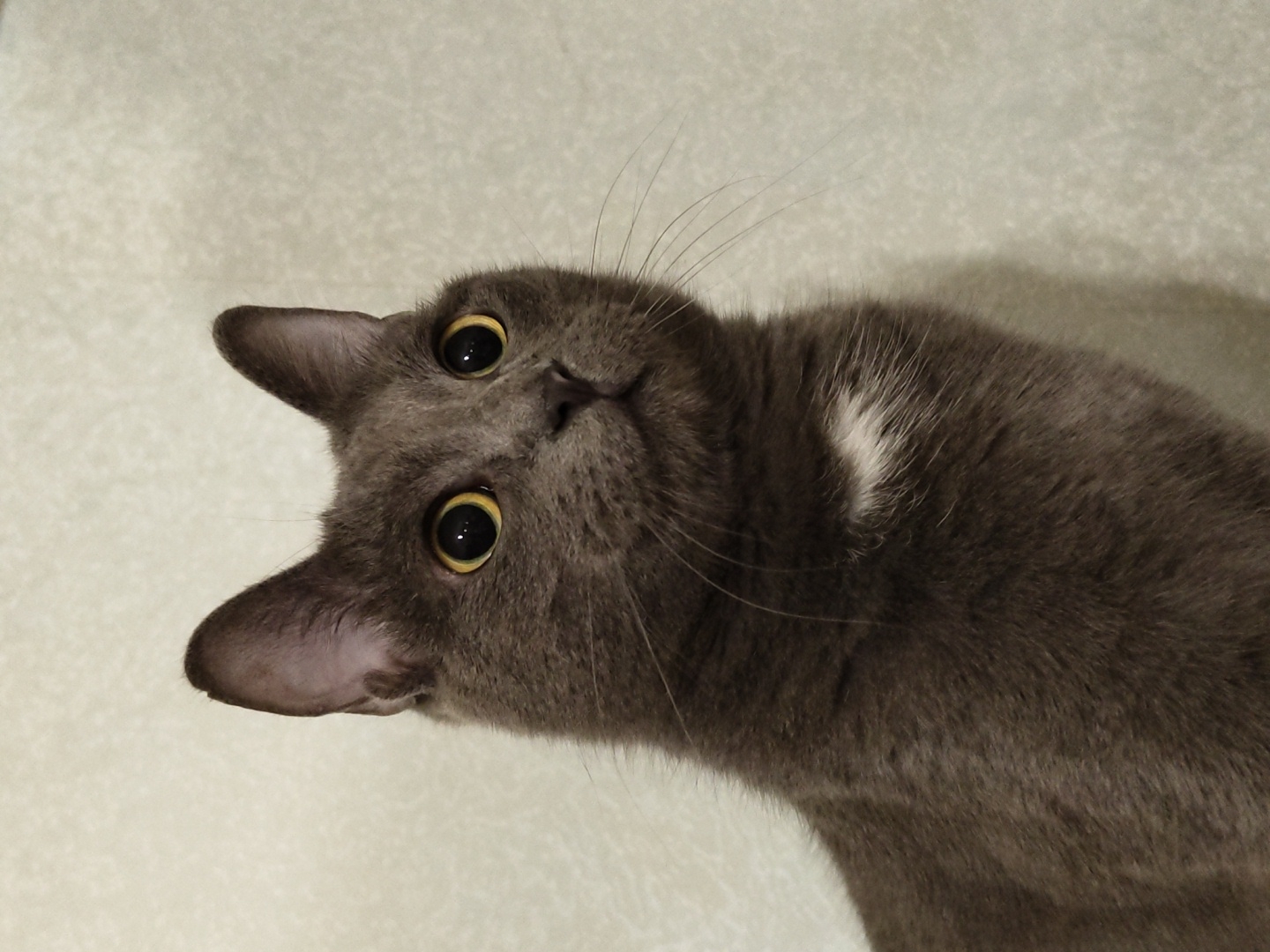 A close-up shot shows the head and upper body of a gray cat. The cat has large, round, yellow eyes that are looking off to the right of the frame. Its ears are pointed upwards and its fur is short and dense. There is a small patch of white fur on its chest. The background is a light-colored, textured wall. The lighting appears to be from the front, casting a subtle shadow to the right of the cat. The image is taken from a slightly low angle.