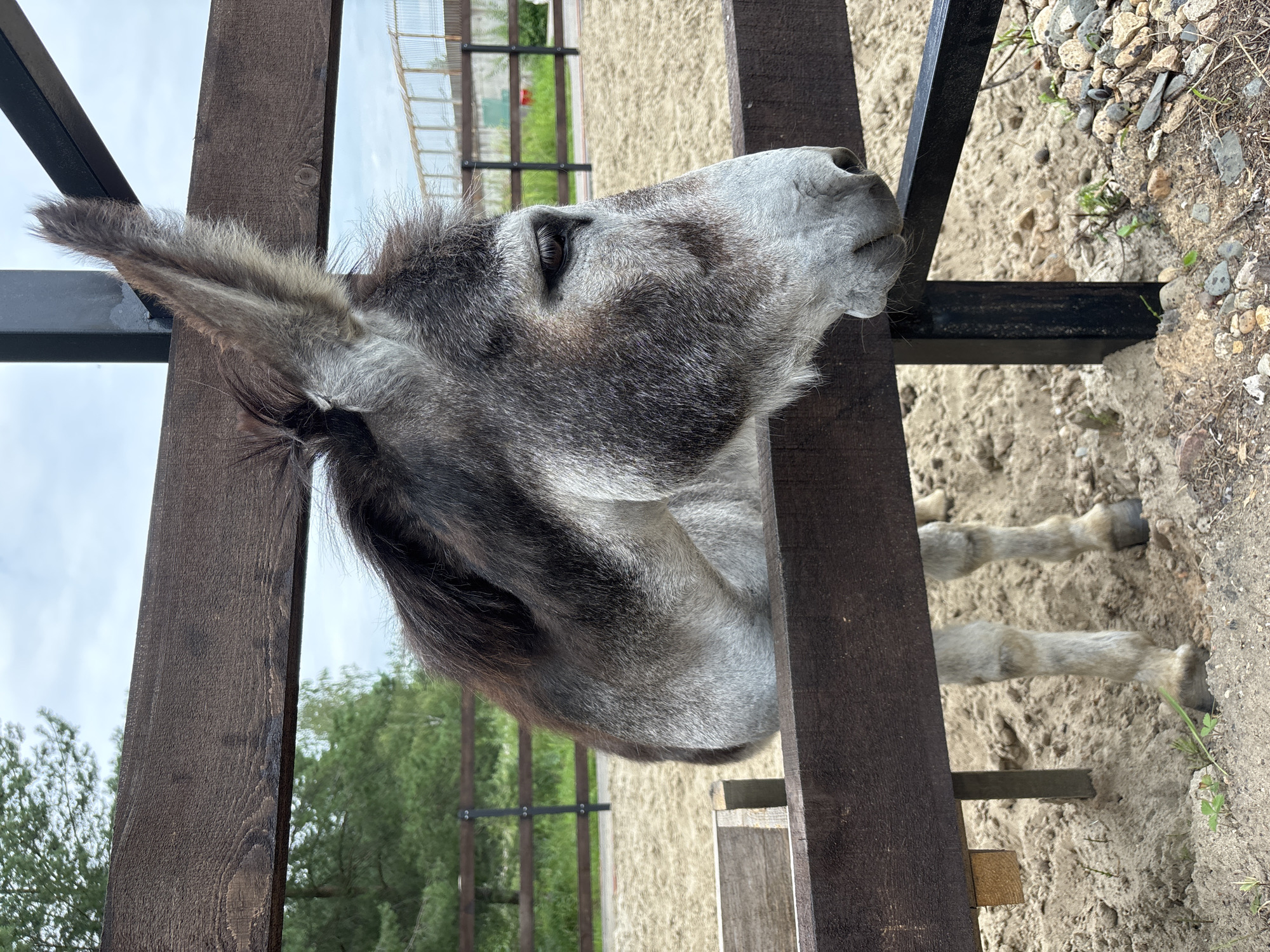 A side profile, medium shot, captures a grey donkey in an outdoor enclosure. The donkey's head is over a wooden fence, its long, fuzzy ears pointed upwards. Its muzzle rests on a black metal bar that is part of the fence. The ground of the enclosure appears to be sandy, with small rocks and sparse green plants visible. In the background, a wooden fence runs horizontally, and beyond that, trees and a wire fence are visible. The sky is overcast with a light grey hue. The image was taken at the Yaroslavl' Zoo in Yaroslavl', Russia.