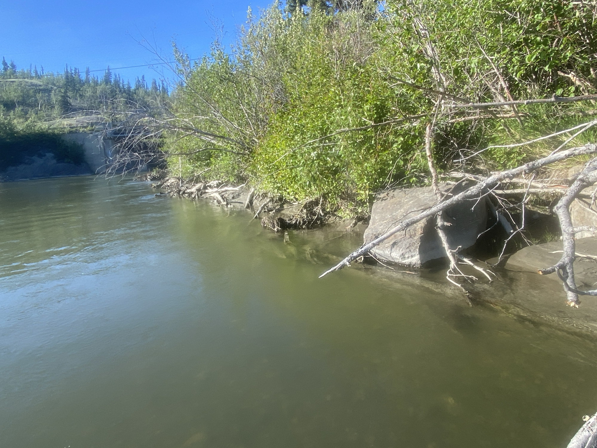 This is a photograph of a slow-moving, murky green river in Haines Junction, Canada. The river is flanked by a steep, vegetated bank with several large rocks and fallen branches near the water's edge. Lush green trees and shrubs cover the bank, extending up a hillside in the background. The sky is clear and blue. No people are visible in the image.
