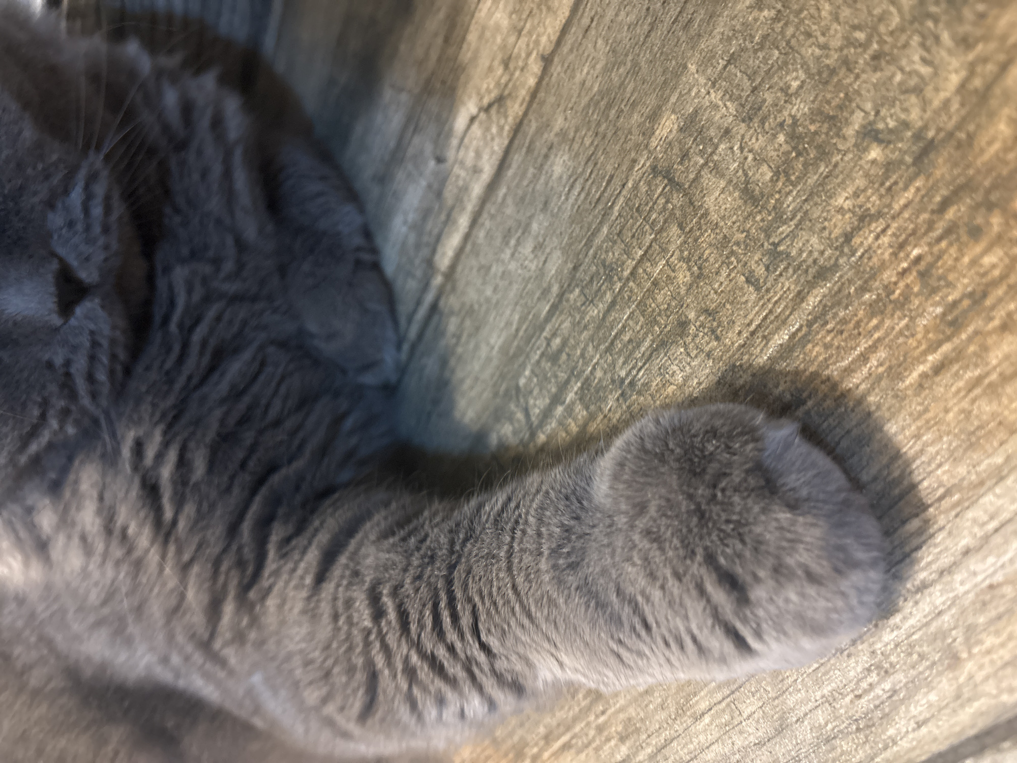 The image shows a gray cat lying on a wooden floor. The cat's paw and part of its body are visible. The wooden floor is light brown with a wood grain pattern. The location of the scene is unknown.