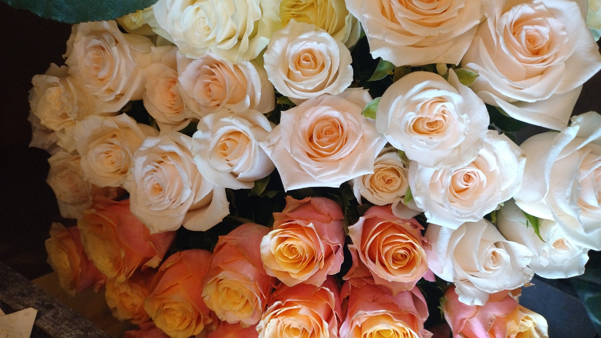 A close-up, vertical, eye-level shot shows a large bouquet of roses with a variety of soft, peachy-orange and cream colors. The roses are fully bloomed, with tightly curled petals in the center and looser, more spread petals towards the outside. The lighting is soft, creating subtle shadows that highlight the texture and form of the flowers. The background is dark and out of focus, keeping the attention on the roses. There are no people or other objects visible in the image. The scene is likely indoors or in a shaded outdoor area, given the diffused lighting. There is no information in the image to suggest a specific location in the city of Jelgava, Latvia.