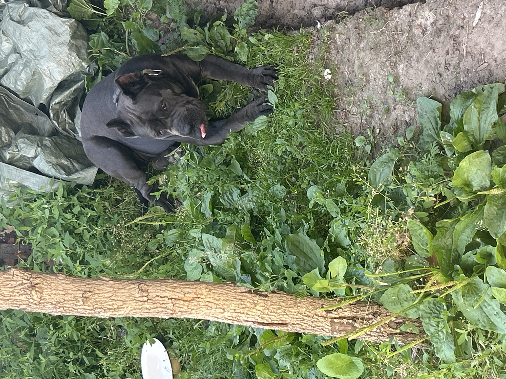 A dark-colored dog, possibly a Cane Corso, lies on its stomach in overgrown grass next to a tree trunk. The dog's head is turned towards the viewer, with its pink tongue sticking out. In the background, a large piece of crumpled green tarp is visible. The environment appears to be an outdoor, unkempt area, possibly a backyard or a field, located in Malyi Trostianets, Ukraine. A white bowl or dish can be seen to the left of the tree trunk, partially obscured by grass. The ground consists of soil and grass.