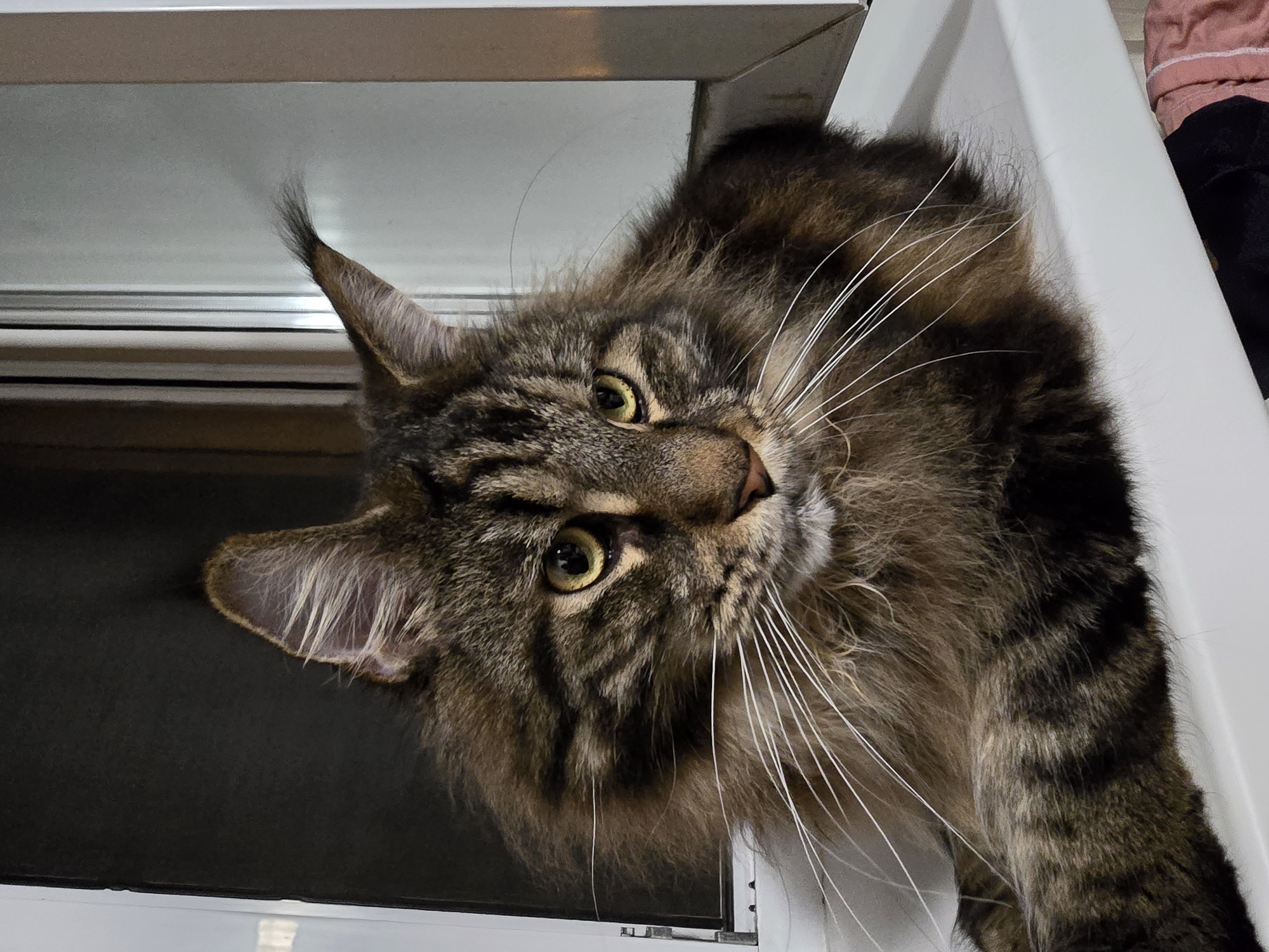 A close-up, eye-level shot captures a large, long-haired tabby cat with prominent ear tufts and long white whiskers. The cat is positioned on a white surface in front of an open window, with its gaze directed slightly downwards and to the right. The background consists of the dark interior of a room and the bright exterior visible through the window, suggesting a domestic indoor setting. The lighting indicates it is likely daytime. There is no discernible connection to Krasnoyarsk, Russia.