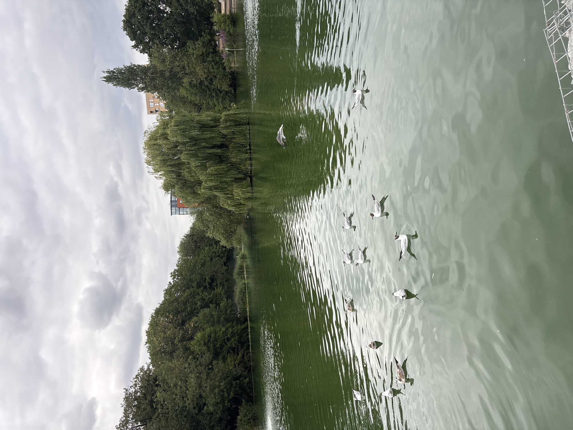 This image depicts a tranquil pond scene, likely within the city of Chelmsford, United Kingdom. The water, tinged a vibrant green, reflects the overcast sky and the lush, dense foliage that surrounds the pond. Several birds, appearing to be seagulls, are scattered across the water's surface, some floating idly, others in motion. One bird is captured mid-flight, its wings extended. In the background, mature trees form a thick canopy, with glimpses of modern buildings peeking through the branches, suggesting an urban park or riverside setting. A fountain or water feature is visible on the left side of the pond, creating ripples. The overall impression is one of natural beauty integrated with urban life.