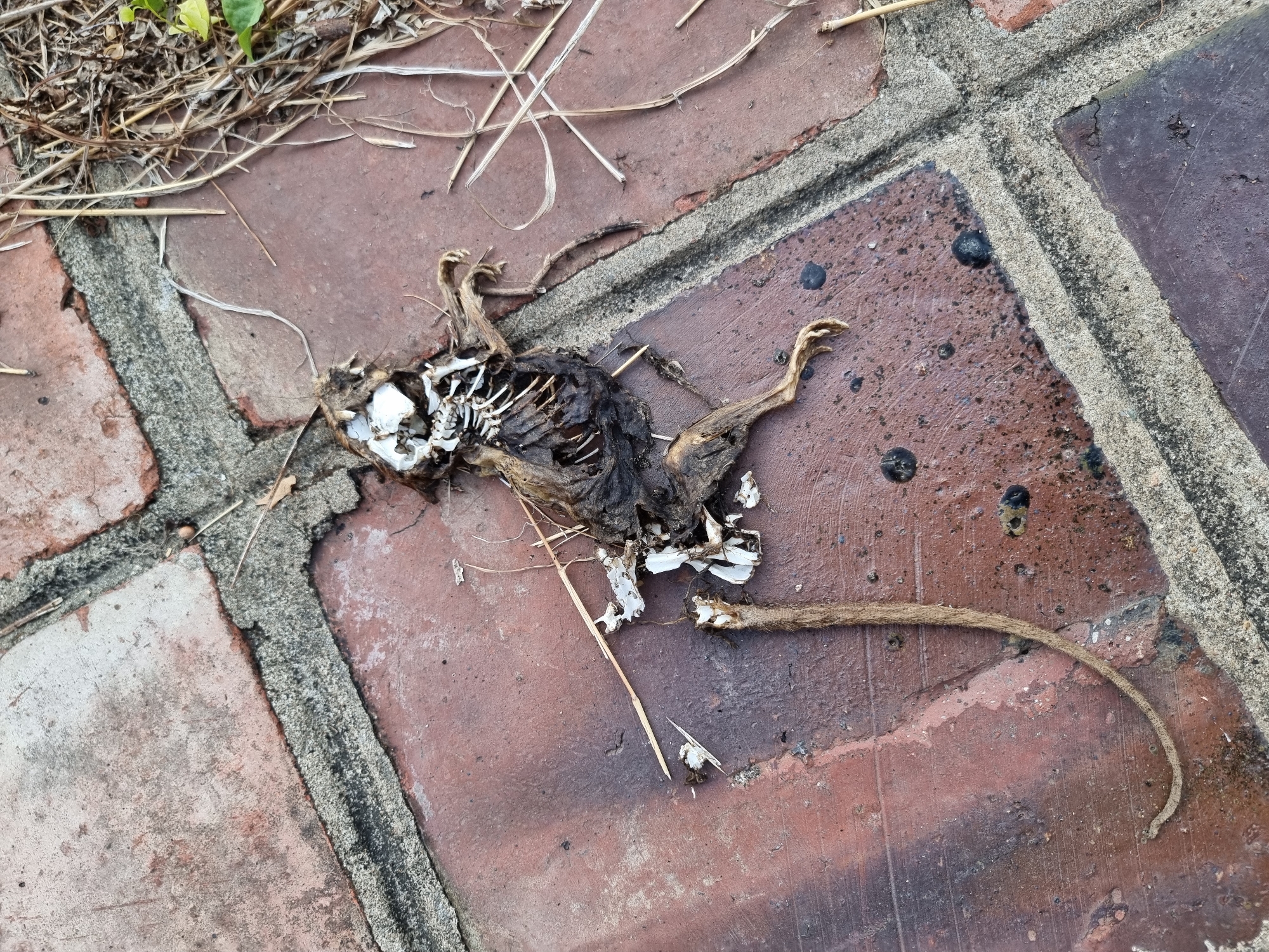 A mummified rodent carcass lies on a brick pathway. The carcass is positioned diagonally, with its head pointing towards the top left and its tail extending towards the bottom left. The rodent's skeleton is visible, particularly the rib cage and skull, indicating significant decomposition. Its fur is matted and dark, and some loose white material, possibly dried tissue or skin fragments, is scattered around the body. The pathway is constructed of reddish-brown bricks, with grey mortar filling the gaps between them. Some dried grass and straw are present on and around the carcass and pathway, suggesting an outdoor environment. The lighting suggests it is daytime. The image does not provide any information about the specific location in Phú Xuân Ward, Vietnam.
