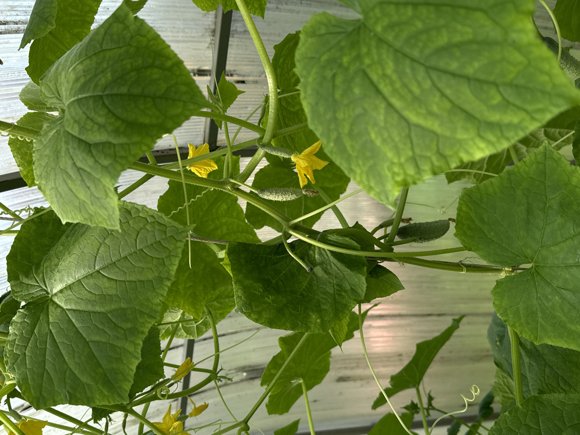 The image shows a close-up view of cucumber plants growing in a greenhouse. The plants have large, green, lobed leaves and thin, twining tendrils. Several small cucumbers are visible, some with yellow flowers attached. The greenhouse structure, with its translucent walls, is visible in the background. The image is undated and its specific location in Chernoistochinsk, Russia is not discernible from the visual content alone. There are no people or animals present in the image.