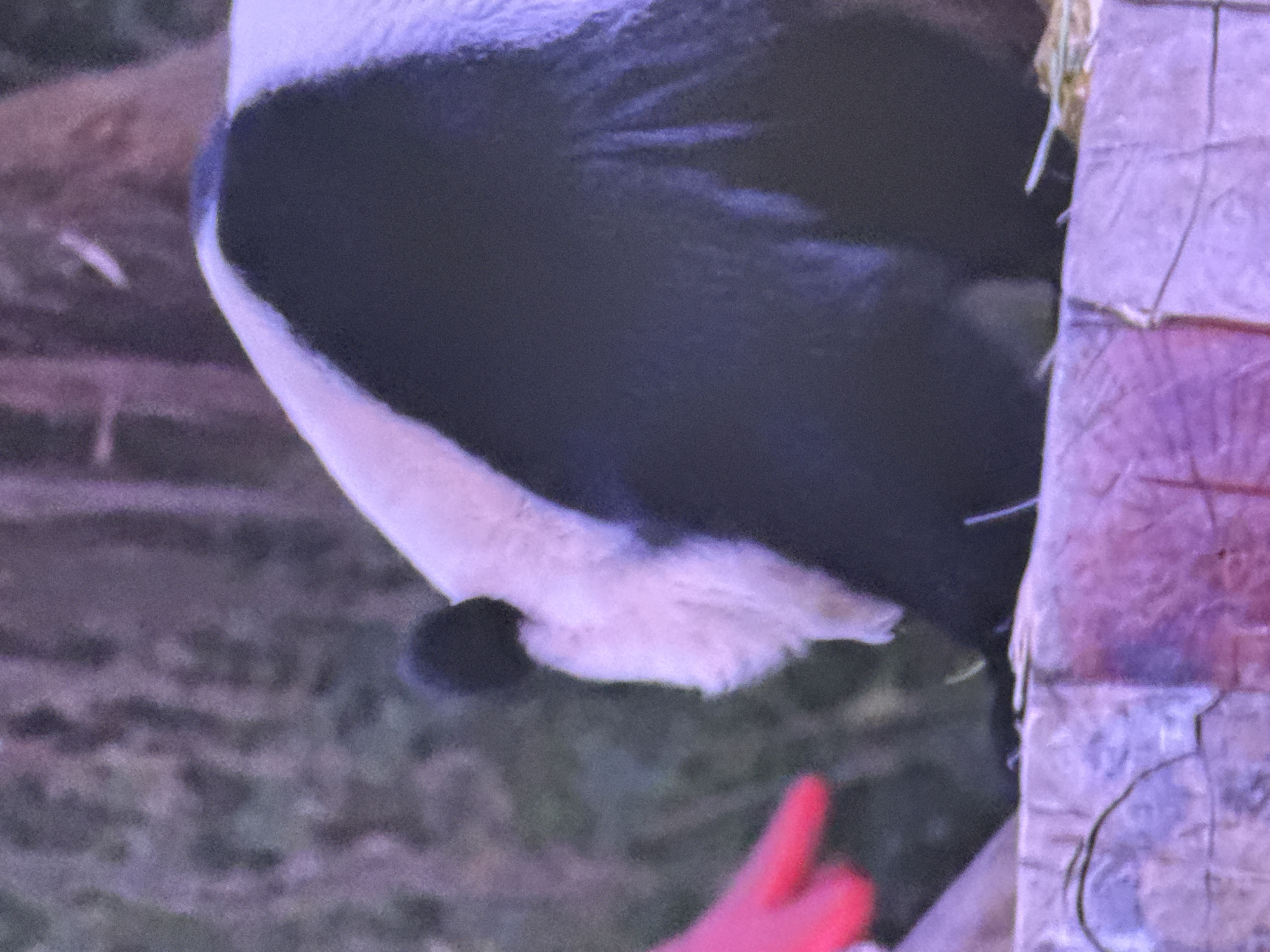 The image shows a close-up of a giant panda's back and hindquarters. The panda is predominantly black and white with fluffy white fur around its neck and a dark black patch covering its back and hindquarters. It appears to be sitting on a wooden surface, possibly an enclosure, with some straw or hay underneath. To the left of the panda, a bright pink object, possibly a glove or a toy, is visible. The background is blurred and consists of dark, textured elements that suggest foliage or trees, with a general purple and gray hue. The lighting is dim, giving the scene a somewhat muted appearance. The image does not provide any information about its location in Moscow, Russia.