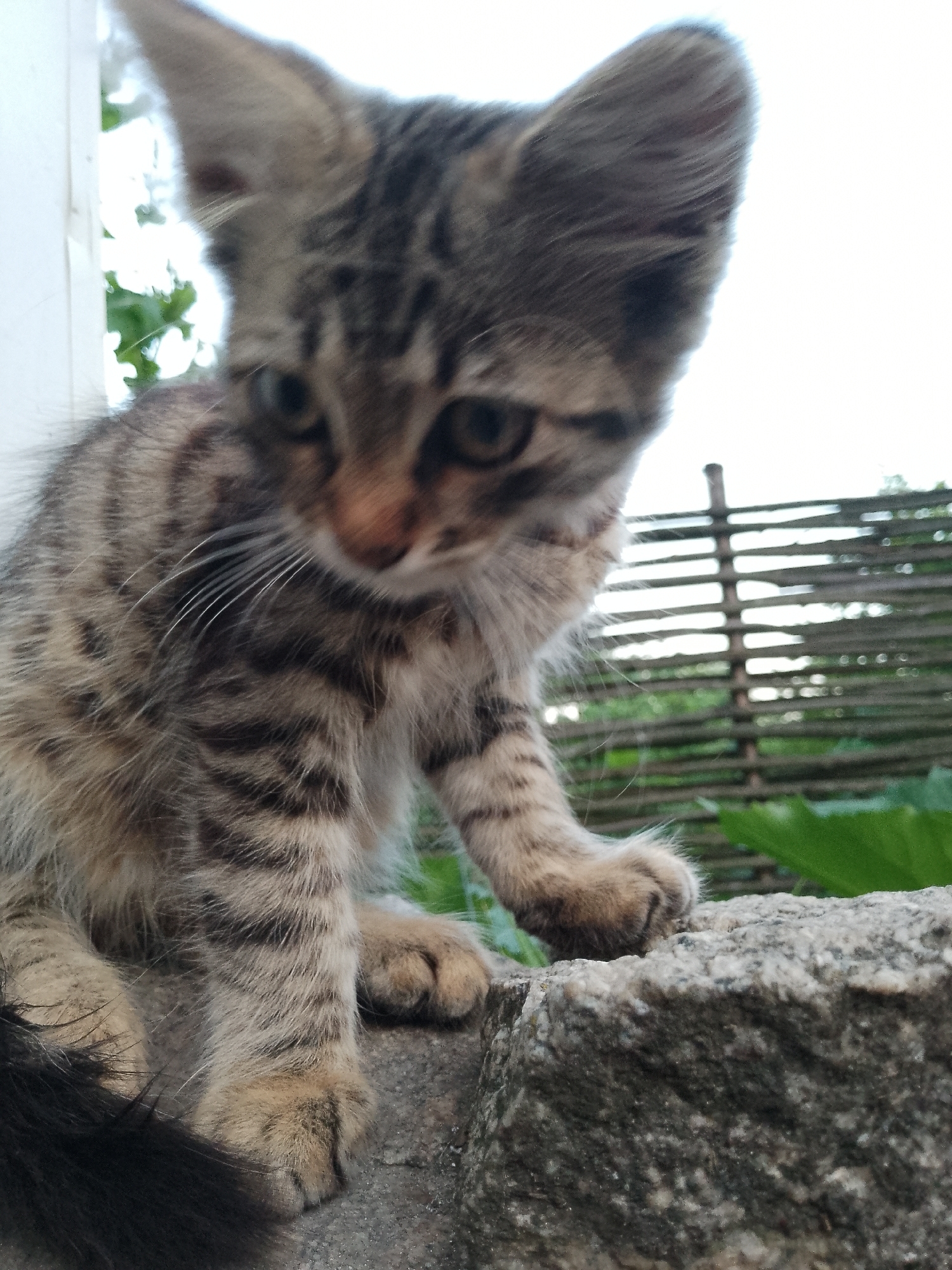 A young tabby kitten with prominent ears and light brown and black stripes is perched on a rough, grey rock. The kitten is looking down with its head tilted slightly to the left. Its front paws are visible, one resting on the rock and the other slightly extended. The background shows a blurred wooden fence and some green foliage, suggesting an outdoor setting. The sky is bright, indicating it might be daytime. The overall mood is one of curiosity and innocence. There is no visible text in the image.