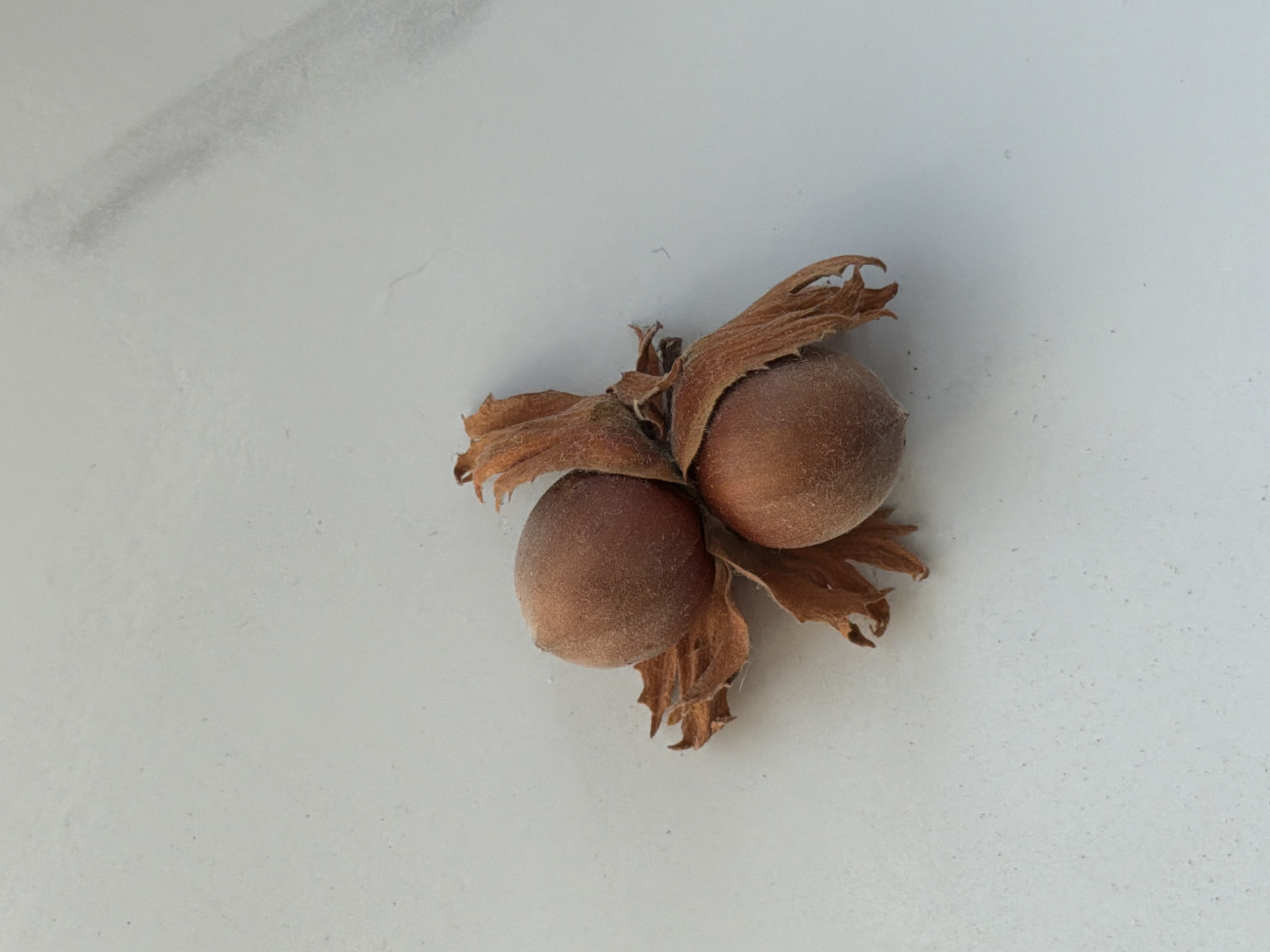 The image shows a close-up, top-down view of two hazelnuts still enclosed in their dried husks. The hazelnuts are round and covered in a fine, fuzzy texture, with a light brown color. The husks are brittle, dried leaves, curled and pointed at the edges, and are a darker, reddish-brown color. They surround and partially obscure the hazelnuts. The objects are positioned slightly off-center in the lower half of the frame, against a plain, light gray, textured surface that appears to be a countertop or table. There are subtle, faint diagonal lines on the surface, possibly marble or a similar material, creating a minimalist aesthetic. No people or actions are depicted. The environment is indoors and appears to be a neutral, domestic setting.