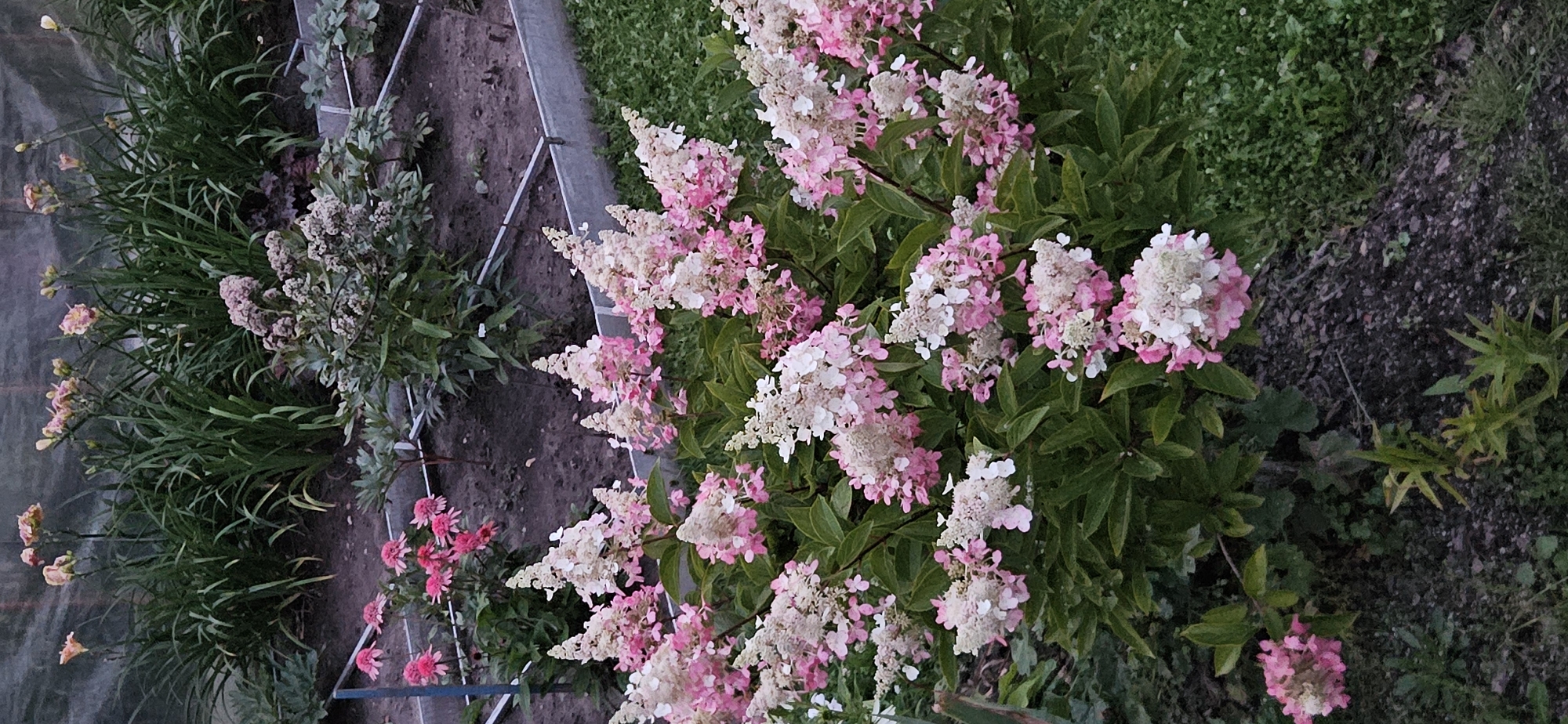 The image shows a garden with various flowering plants. In the foreground, a bush of pink and white hydrangeas is prominent. In the background, there are other flowers, including pink coneflowers and tall, slender plants with pale pink flowers. The garden appears to be outdoors, with soil beds and some grass. There are also some metal garden bed edging visible. The overall impression is of a well-maintained garden in bloom.