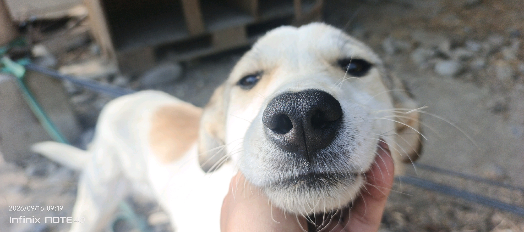 A close-up, eye-level shot focuses on the snout and face of a light-colored dog with some brown patches on its back. The dog's black nose is prominent and detailed, with visible texture. Its eyes are dark and directed forward, while whiskers extend from its muzzle. A human hand is visible, gently touching the dog's muzzle. The background is blurred, showing what appears to be an outdoor environment with a rough, sandy or gravelly ground, some wooden structures, and a teal-colored object, possibly a pipe or hose, in the upper left corner. A timestamp and device information, "2026/09/16 09:19 Infinix NOTE 40", are present in the lower left corner of the image. The scene is likely located in a rural or semi-urban area, possibly a yard or an outdoor workspace, consistent with locations in Muyan, Uzbekistan.
