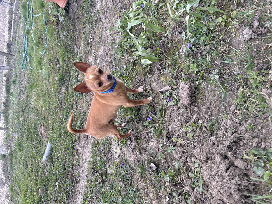 In Sindel, Bulgaria, a small, short-haired, light brown Chihuahua-type dog with a white blaze on its forehead stands in a grassy, partially muddy yard. The dog wears a blue collar with a light pattern and faces the camera, looking directly at the viewer. Its ears are erect, and its tail is curled over its back. The ground consists of disturbed soil, sporadic green grass, and several small purple flowers. In the background to the left, a light gray PVC pipe lies on the ground. In the mid-background, a coiled green garden hose is visible. A terracotta-colored object is partially visible on the far right. A chain-link fence runs across the upper background, partially obscured by light foliage. The scene is illuminated by natural daylight. No people are present.