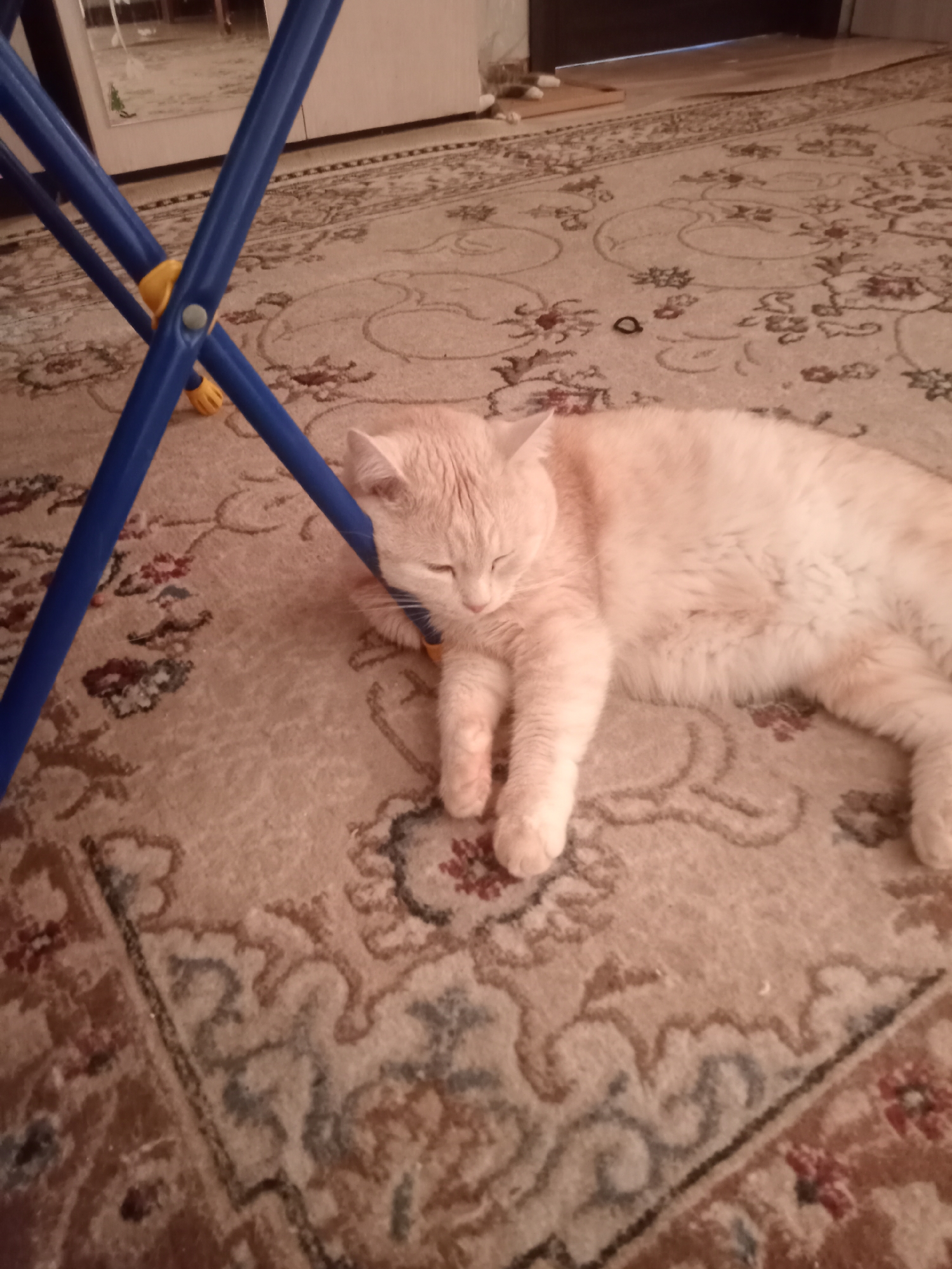 A light-colored, fluffy cat is sleeping on a beige patterned carpet. The cat is lying on its side with its eyes closed and its paws tucked in. A blue metal folding chair with yellow plastic accents is positioned to the left of the cat, with one of its legs resting near the cat's head. The background shows a floor with a dark baseboard and a portion of a wall with a reflection. The environment appears to be indoors.