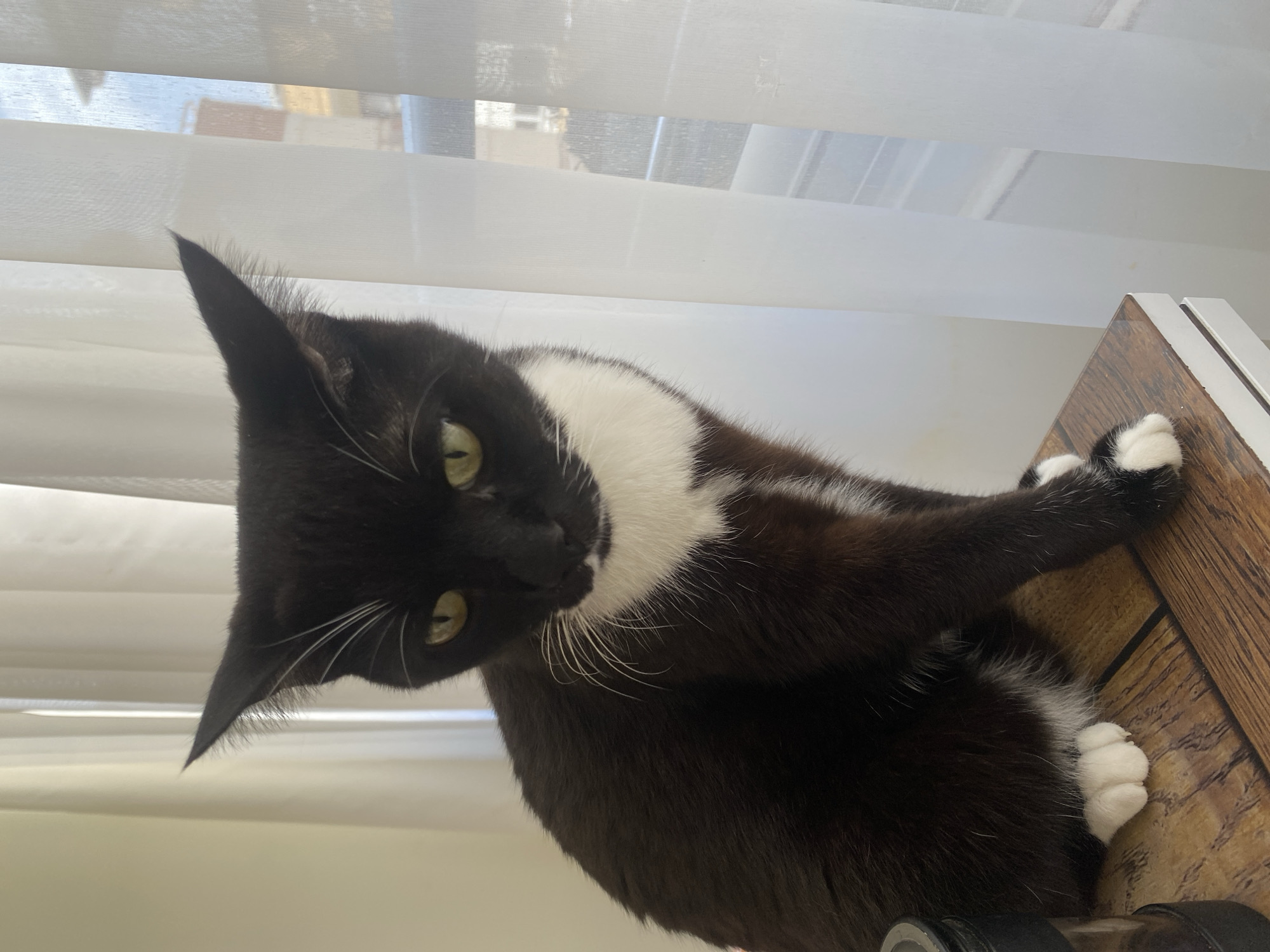 A black and white cat with green eyes sits on a wooden surface in front of sheer white curtains. The cat is facing the right side of the frame and is looking downwards. Its front paws, which are white, are visible on the wooden surface. The background consists of translucent white curtains that reveal the blurred outlines of buildings outside, suggesting an urban environment, potentially in Alanya, Turkey. The lighting suggests it is daytime.