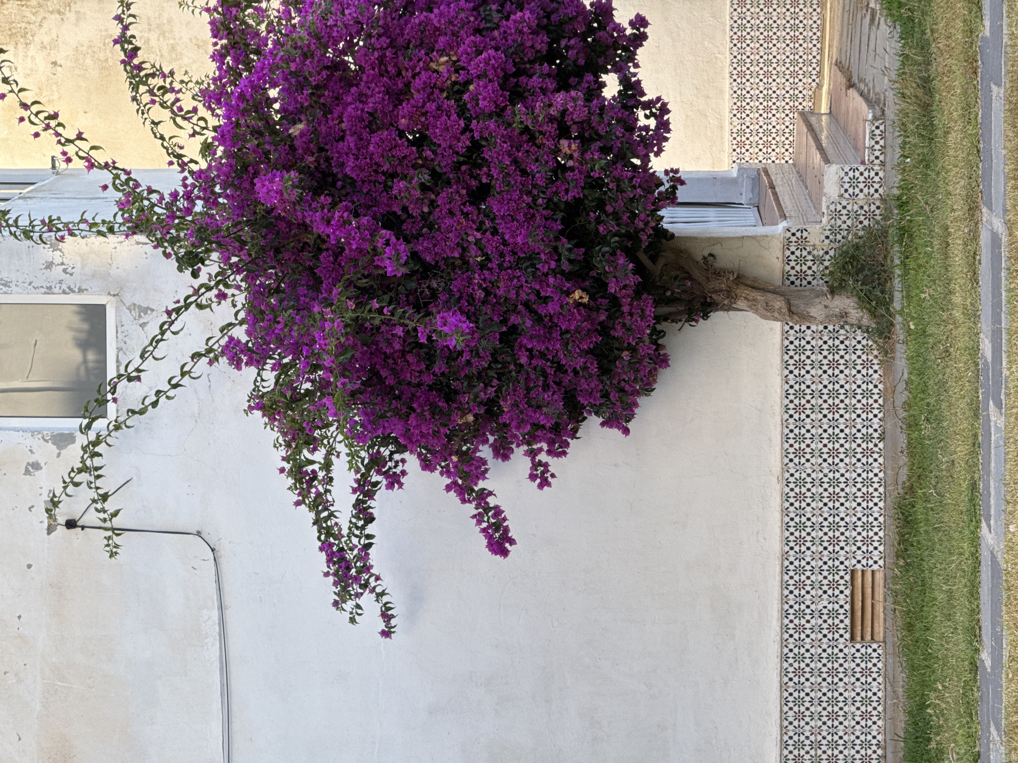 An outdoor shot shows a vibrant bougainvillea tree with deep purple flowers in full bloom, its trunk twisting and leaning to the left. The tree is positioned in front of a textured off-white wall with a small rectangular vent near the bottom. A decorative tiled border runs horizontally along the base of the wall, featuring a repeating geometric pattern of small green, red, black, and white squares. To the right of the tree, a set of concrete steps with tile accents leads up to a doorway or entrance. The steps and ground area show signs of wear. The scene is bordered by a patch of green grass in the foreground and a stone pathway. The lighting suggests it is daytime. The architectural style and decorative tiles are characteristic of Mediterranean coastal towns like Torrevieja, Spain.