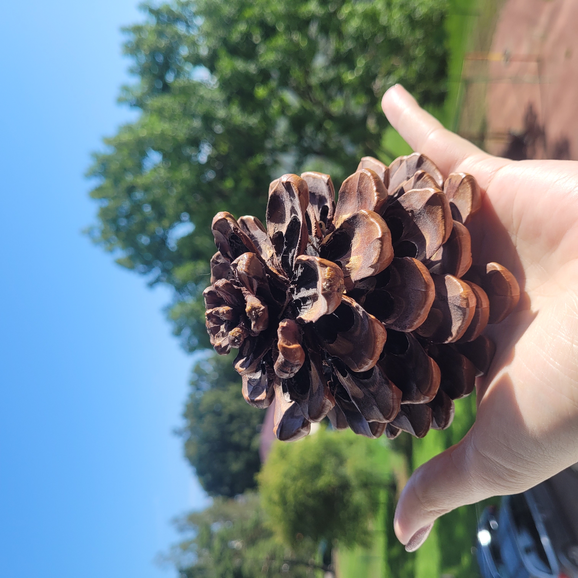 A close-up, eye-level shot shows a person's hand holding a large, brown pine cone against a blurred background of lush green trees and a bright blue sky, suggesting an outdoor setting in Jūrmala, Latvia. The pine cone is the primary subject, its textured scales and rich brown color sharply in focus. The hand, appearing to be an adult's, gently supports the pine cone, with its palm and fingers visible. The background, softly out of focus, reveals a park-like environment with a hint of buildings and foliage, characteristic of Jūrmala's natural beauty and urban integration. The lighting indicates a sunny day, with shadows cast by the pine cone and hand.