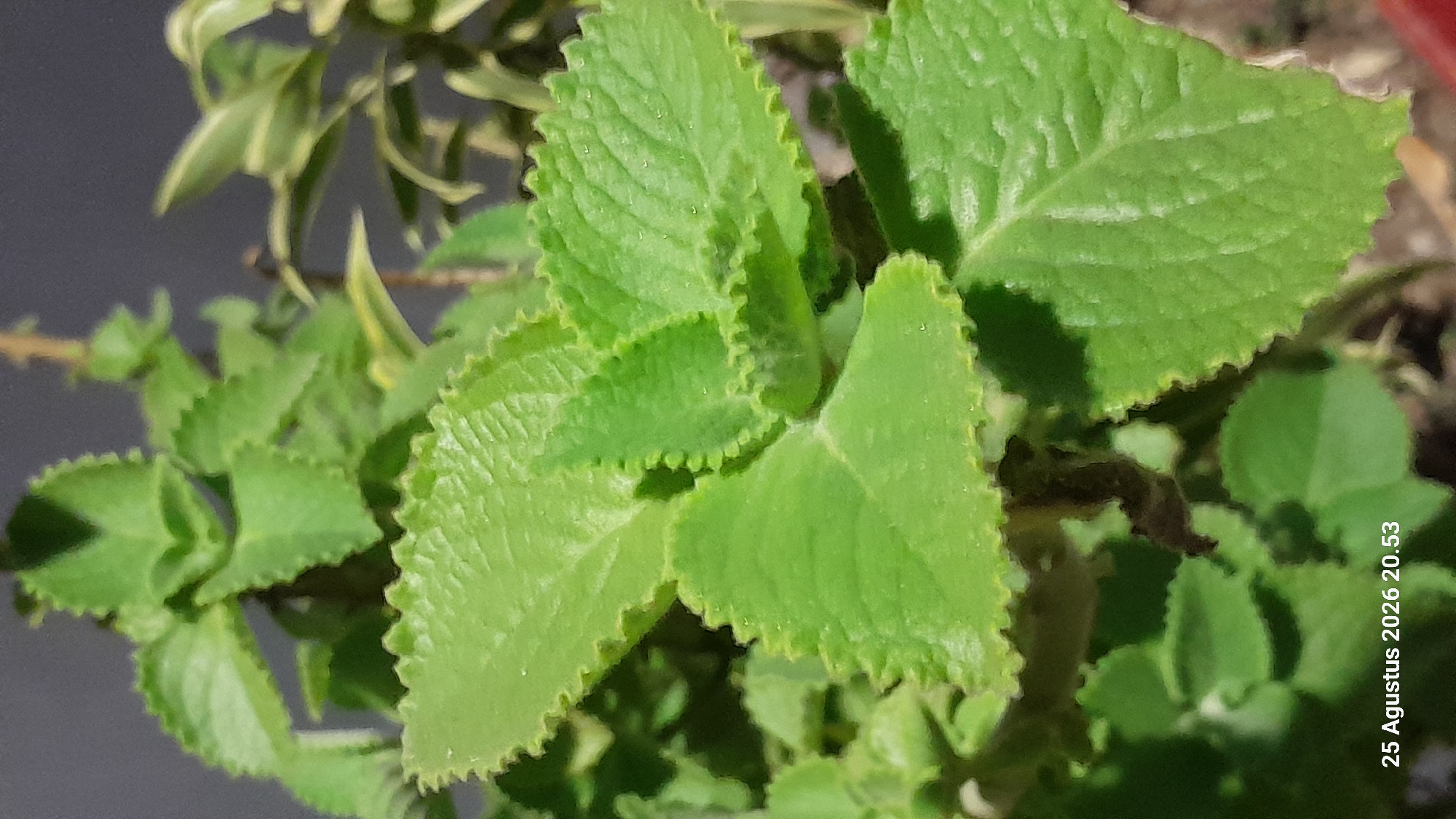 The image shows a close-up of a plant with vibrant green, serrated leaves. The plant appears to be healthy and is growing in a pot, with some soil visible at the bottom of the frame. The background is blurred, with a dark gray wall and some lighter green foliage from another plant. A timestamp in the lower left corner reads "25 Agustus 2026 20.53", indicating the date and time the photo was taken. The image was captured in Madiun, Indonesia.