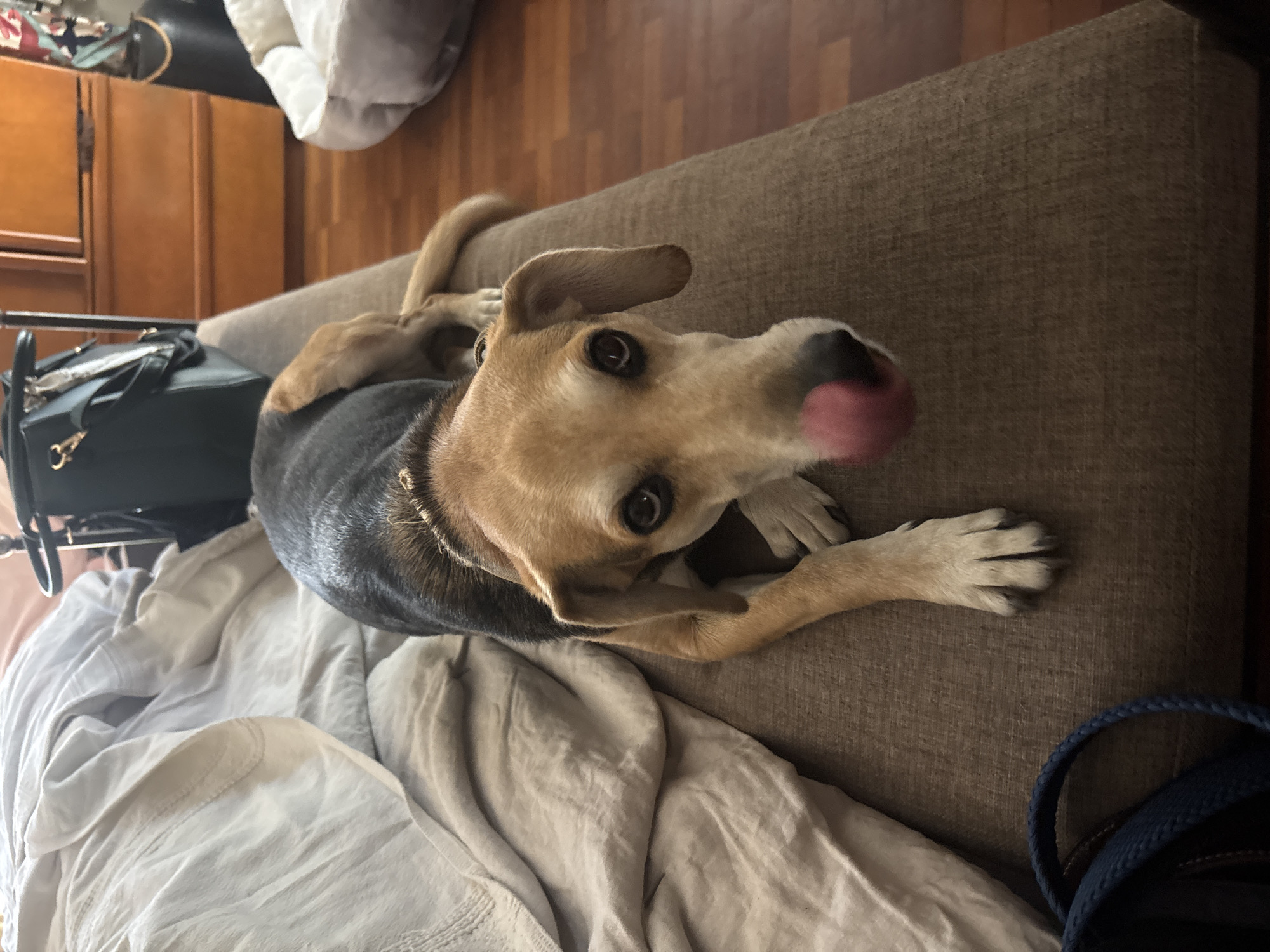 An indoor scene in Puebla, Mexico, features a medium-sized dog lying on a brown, textured sofa. The dog has a blend of light brown/tan fur on its head and legs, and dark brown/black fur on its body, with floppy ears and dark, expressive eyes. Its pink tongue is slightly out, conveying a relaxed or attentive expression as it gazes upwards at the camera.
Beneath and around the dog, white or light-colored rumpled sheets or blankets are spread across the sofa. To the left of the dog, a black handbag with gold-colored metal hardware is visible. The background reveals wooden floorboards and wooden furniture, likely cabinets or drawers, suggesting a home environment. A white, soft object, possibly a cushion or duvet, can be seen in the upper left background. A blue braided strap is partially visible in the bottom right corner. The overall ambiance is domestic and serene. There is no visible text in the image.