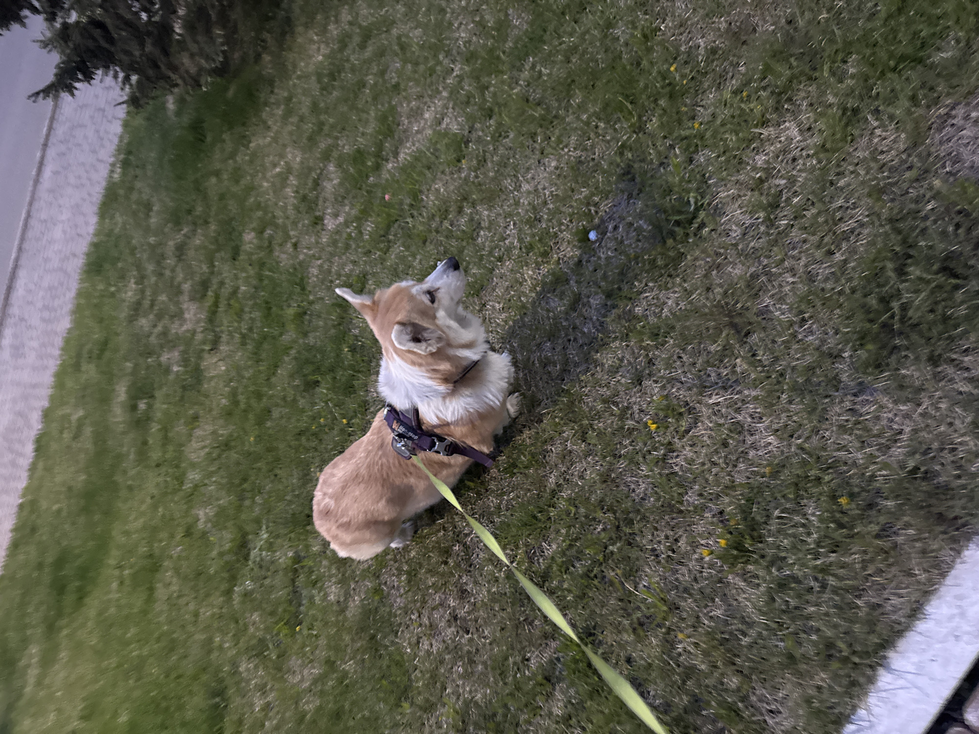 A tan and white corgi with a brown harness stands on a grassy lawn next to a sidewalk. The dog is leashed with a neon green lead, and is looking up towards the top of the frame. The lawn has some small yellow flowers scattered throughout. To the left of the lawn is a bush and sidewalk. To the right, is an edge of a sidewalk. The location is not specified, so it is impossible to state it's within Krasnoyarsk, Russia.