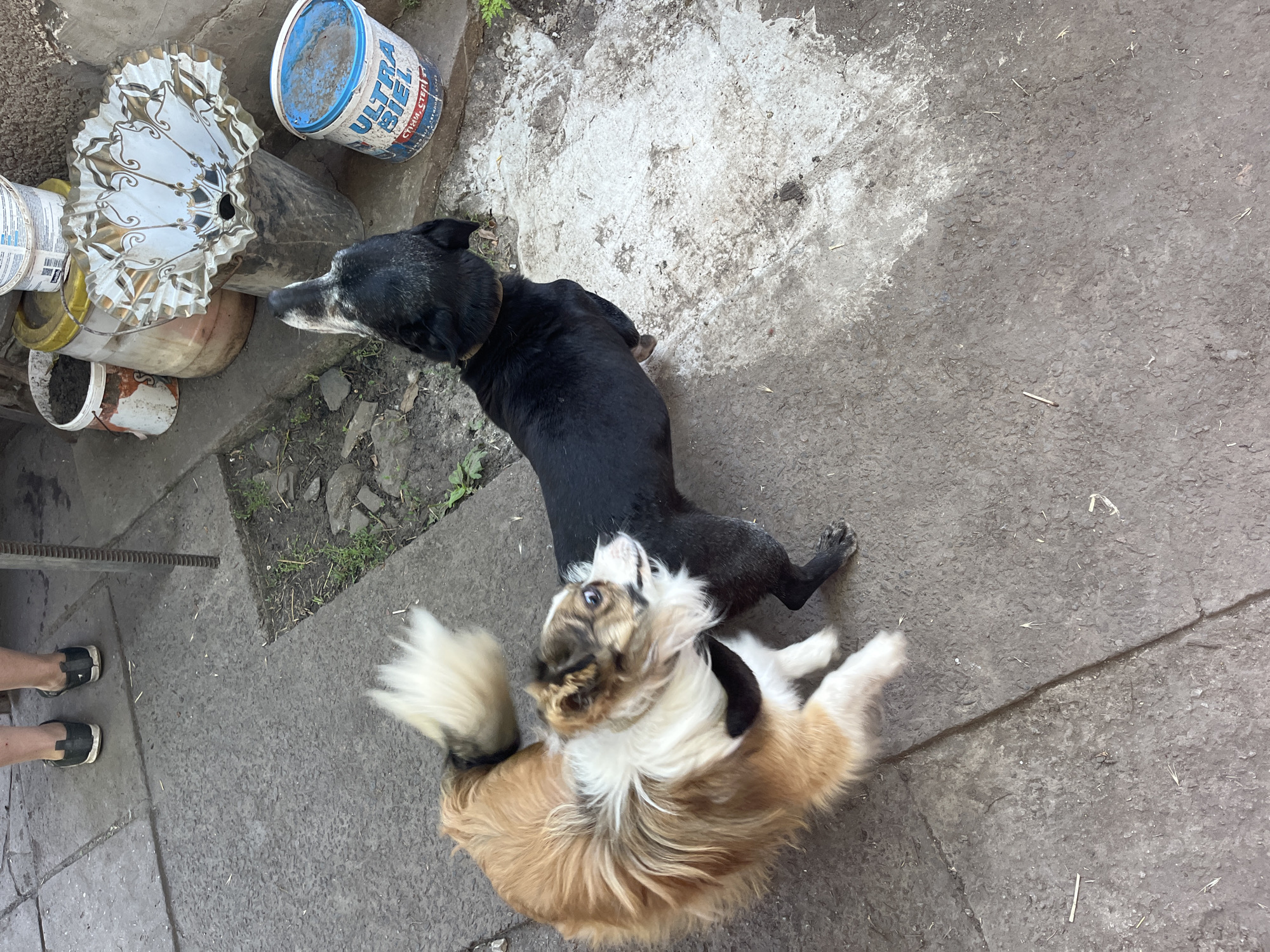 Two dogs are playing on a concrete ground next to some gardening supplies and a metal grate. One dog is black with a red collar and the other is light brown and white with a black collar. The black dog is looking to the left at the gardening supplies. The brown and white dog is on its back with its legs in the air, appearing to be actively playing.
The scene includes a large blue and white paint bucket with text that reads "ULTRA BIEL". There is also a large, decorative, fan-like object made of white and gold material. Various other buckets and gardening items are scattered around. The ground is concrete with some cracks and debris. Greenery is visible in the background, suggesting an outdoor setting. The lighting suggests it is daytime, likely outdoors in mild weather. The overall impression is a candid moment of the dogs enjoying themselves in a somewhat cluttered outdoor space. There are no people visible in the frame.