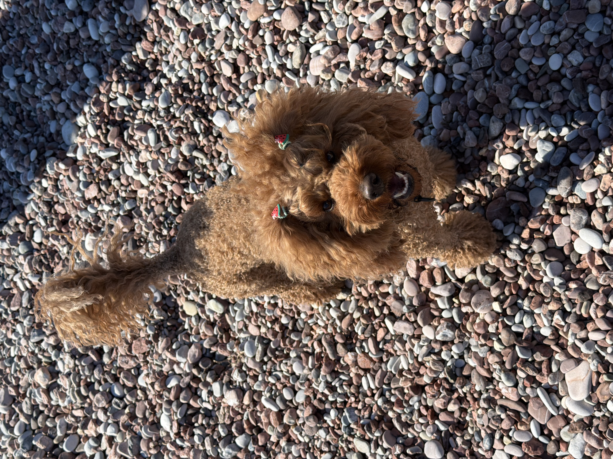 A medium-sized, brown poodle dog lies on a pebbled beach. The dog has strawberry-shaped barrettes in its fur. The beach is composed of small, smooth, multicolored stones of varying shapes. The scene appears to be sunlit. This is likely Sveti Stefan, Montenegro due to the characteristic pebbles found on beaches there.