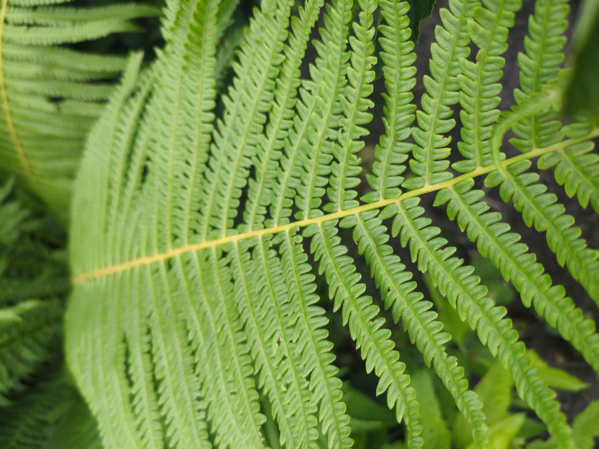 A close-up, eye-level shot focuses on a bright green fern frond, its serrated leaflets creating a textured pattern. The frond extends from the bottom left corner diagonally upwards, with a slightly lighter green central vein running along its length. The background is a blur of darker green foliage and hints of dark soil, suggesting an outdoor setting, possibly in the city of Kulebaki, Russia, within a garden or wooded area. No people or animals are visible.