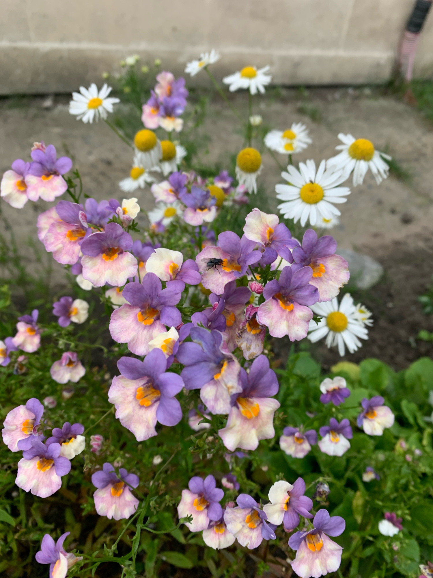 This is a close-up, eye-level, outdoor, natural light shot of purple and white flowers. A fly is perched on one of the purple and white flowers. In the background, there are daisies and a concrete walkway, with a hint of a building. The scene is located in Arkhangelsk, Russia.