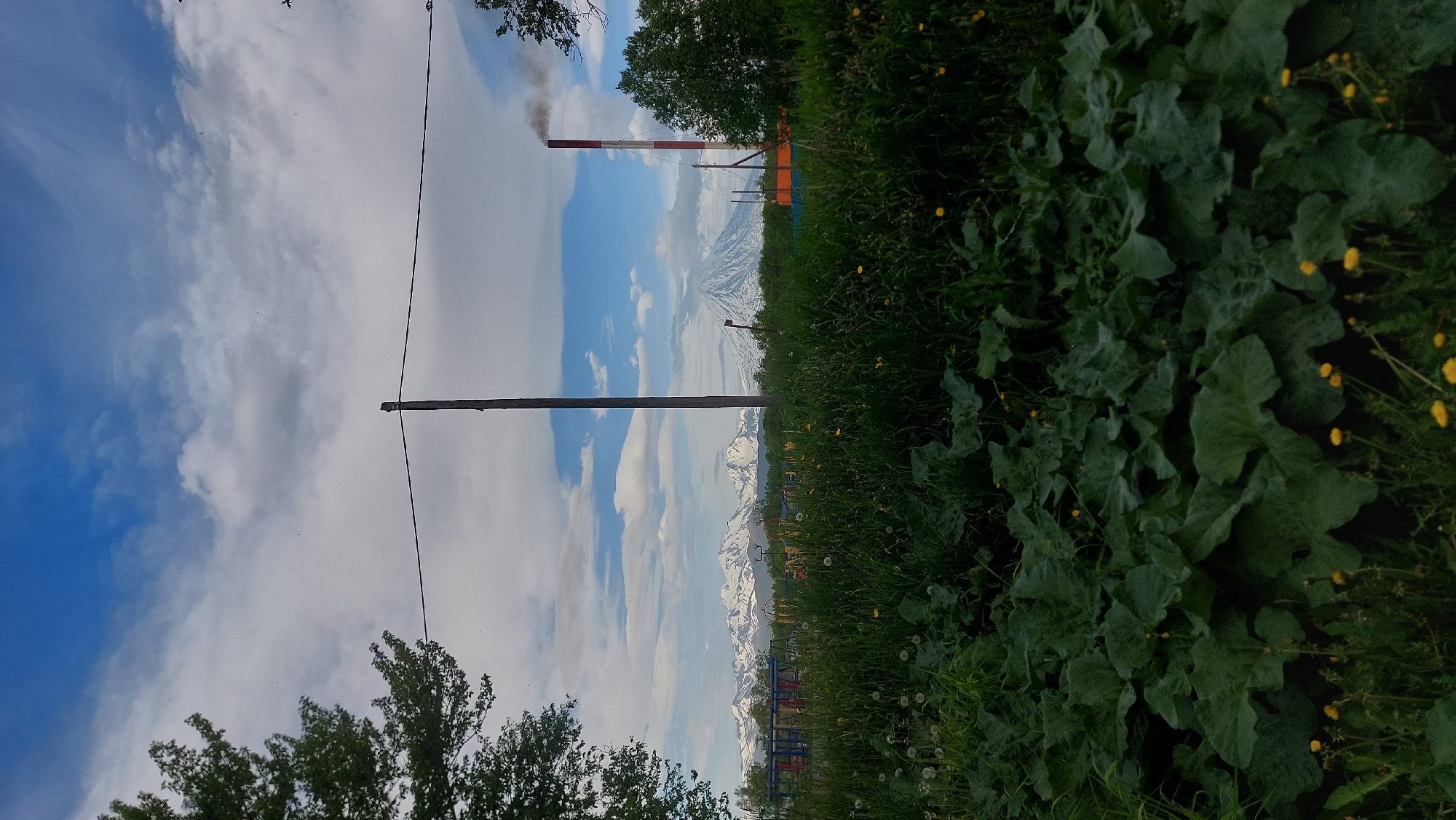 The image depicts a wide shot of a natural landscape with industrial elements in the background, likely in or near Зелёный, Russia. In the foreground, a dense growth of large, dark green leaves dominates the lower portion of the frame. Scattered amongst the large leaves are small yellow flowers and some white dandelion seed heads. A tall, bare wooden utility pole stands vertically in the mid-ground, bisecting the image. Behind the pole, a chain-link fence is visible, and beyond that, a row of trees. Further in the distance, snow-capped mountains form a prominent backdrop. To the right of the mountains, a tall, red and white striped smokestack emits dark grey smoke into the blue sky, indicating industrial activity. The sky is a mix of blue with scattered white and grey clouds. The overall scene suggests a location where industrial infrastructure coexists with a natural, mountainous environment.