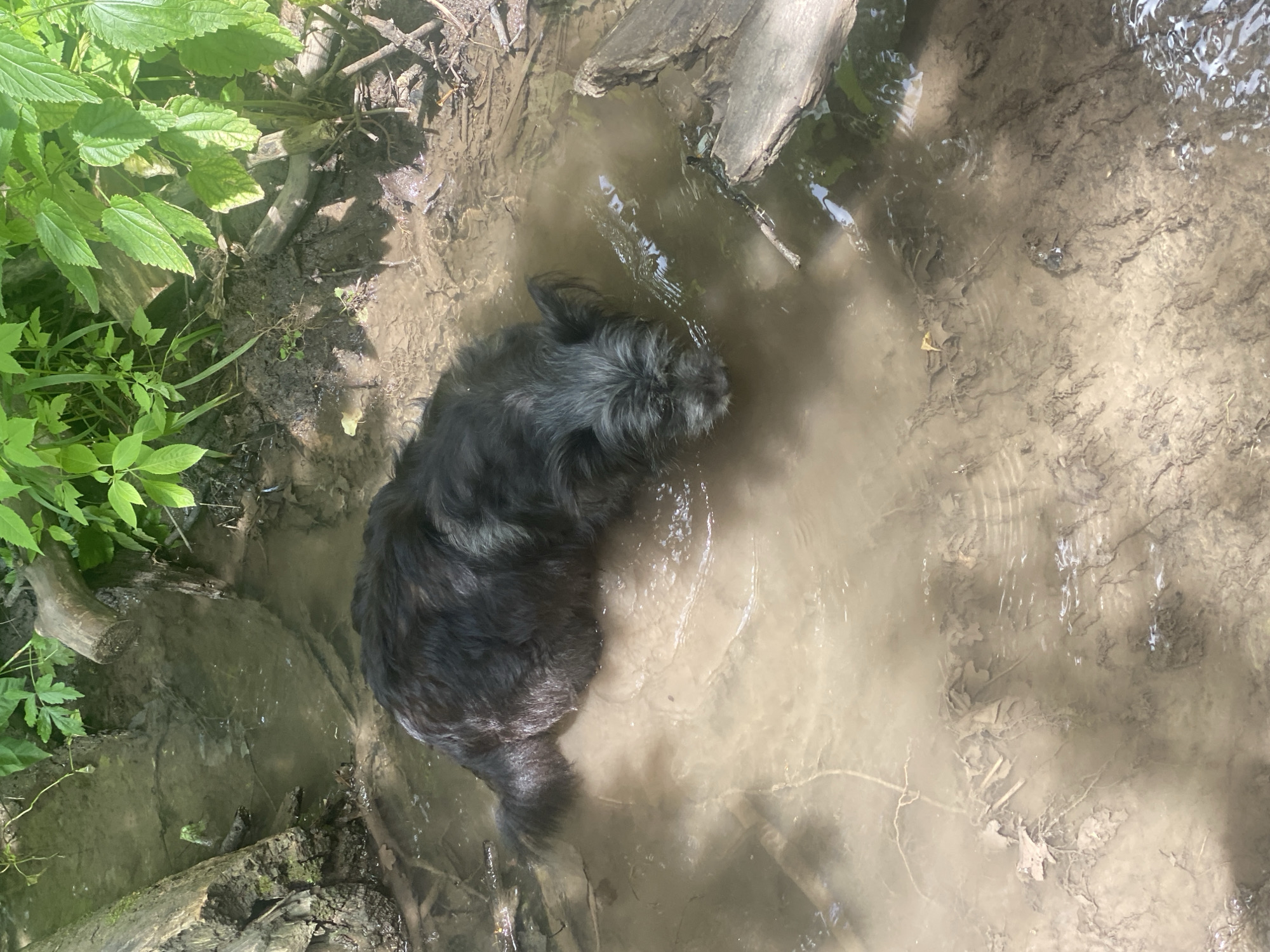 The image shows a medium-sized, dark-haired dog with a scruffy coat submerged in shallow, muddy water. The dog is facing towards the right side of the frame, with its head lowered, appearing to be drinking or exploring the water. The environment is natural, with visible tree branches and green foliage in the background, suggesting an outdoor setting such as a park, forest, or riverbank. The water is murky and filled with sediment, with some fallen leaves and debris visible on the muddy bottom. There are no people or any specific landmarks visible that would indicate a particular location within the city of Samara, Russia. The lighting suggests it is daytime, likely with sunlight filtering through the trees.