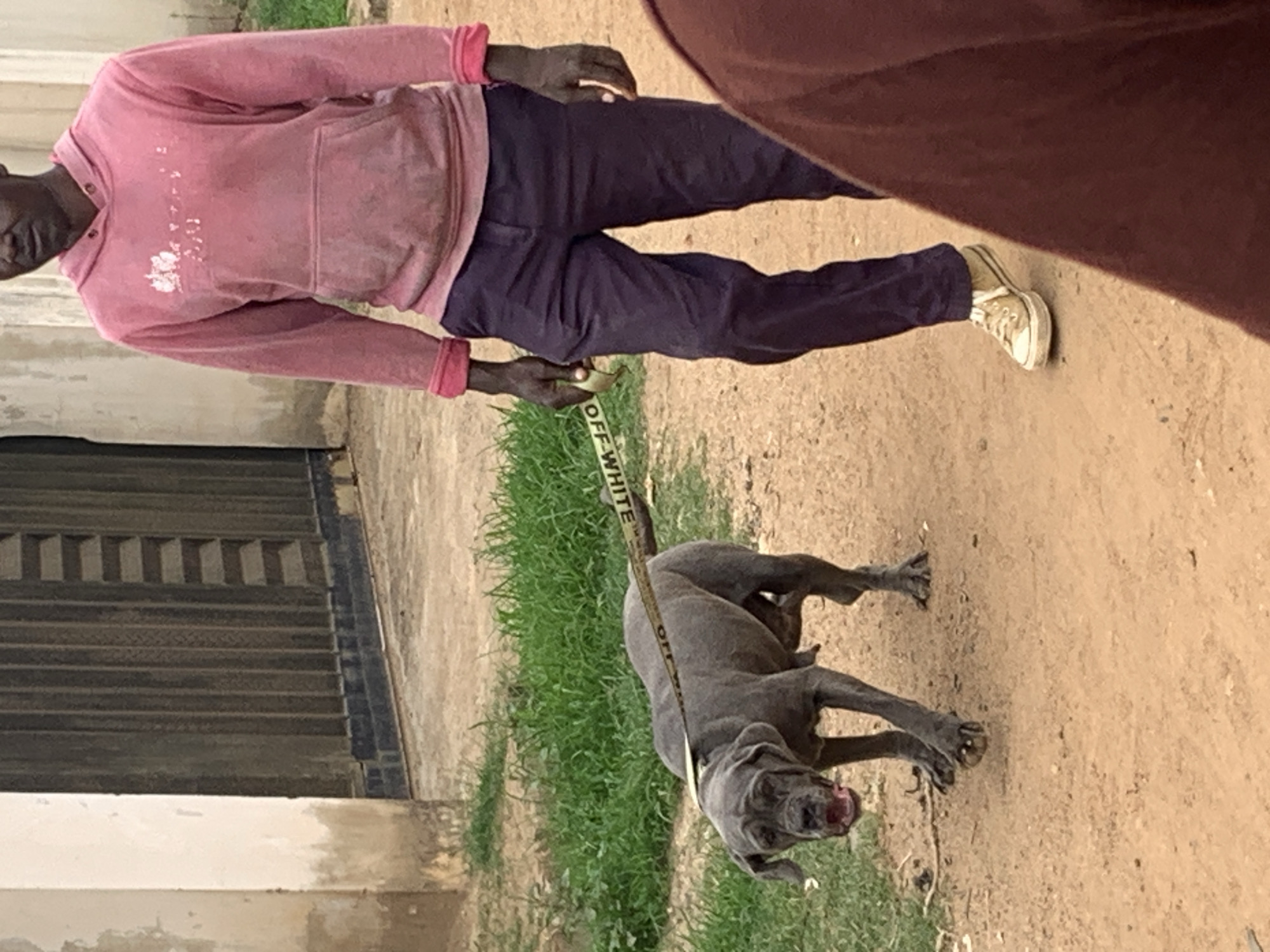 A man is walking a large gray dog on a leash in Rafin Par, Nigeria. The man is wearing a pink hooded sweatshirt, dark pants, and tan shoes. The leash is white with black lettering. The dog is gray and appears to be straining against the leash. They are on a dirt path next to a patch of green grass. There is a building with a gated entrance on the left.