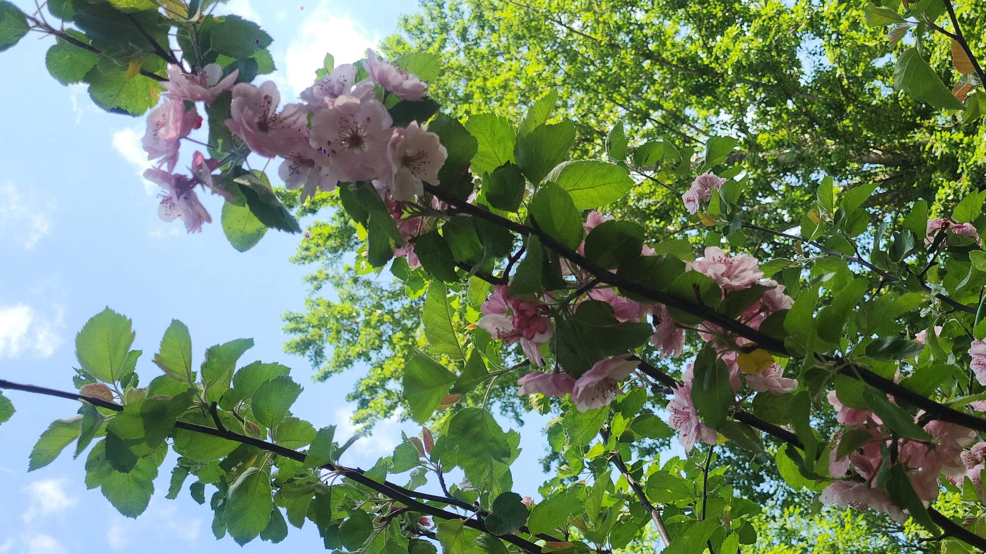 The image shows a tree branch with pink blossoms and green leaves against a backdrop of blue sky and the green foliage of other trees. The scene appears to be taken in a park-like setting. While there is no definitive evidence in the picture to confirm the exact location, it is possibly in Moscow, Russia given the prompt. There are no people visible in the image. The primary subjects are the branches, blossoms, leaves, sky, and surrounding trees. The interaction is between the various elements of nature such as the blossoms with the leaves on the branches, all set against the backdrop of the sky and surrounding trees.