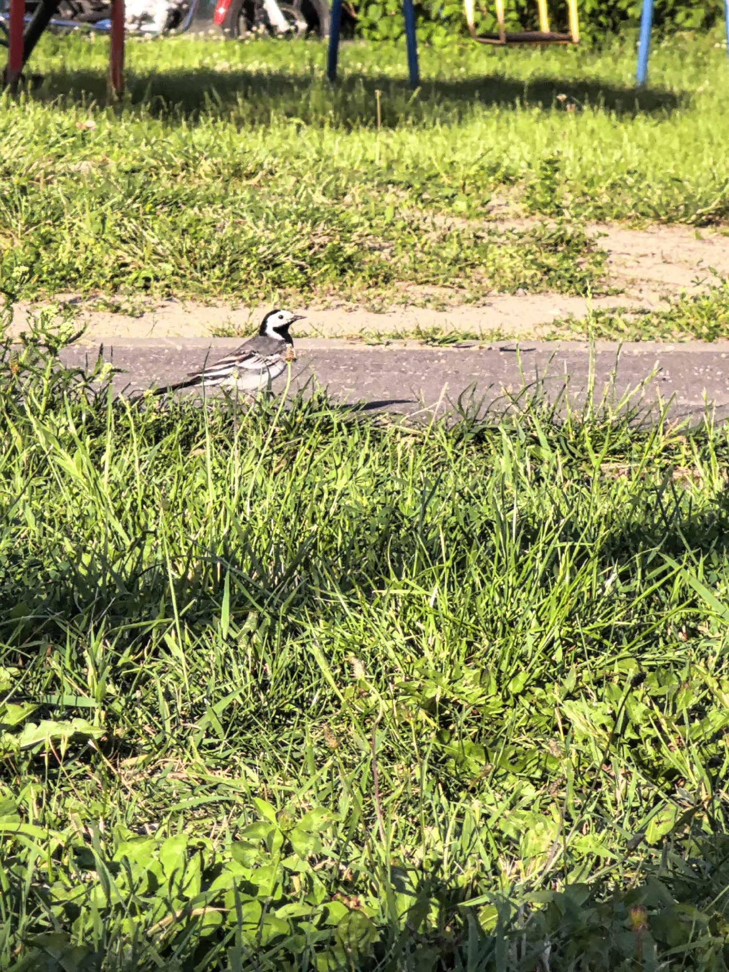A wagtail is standing on the edge of a paved path in a grassy area. The bird is mostly black and white with a long tail. The grass is green and lush, with some patches of bare earth. In the background, a swing set with yellow seats and blue supports is visible, along with part of what appears to be a bicycle. The lighting suggests it is daytime with sunlight casting shadows. The scene is outdoors, likely in a park or playground. There is no visible text.