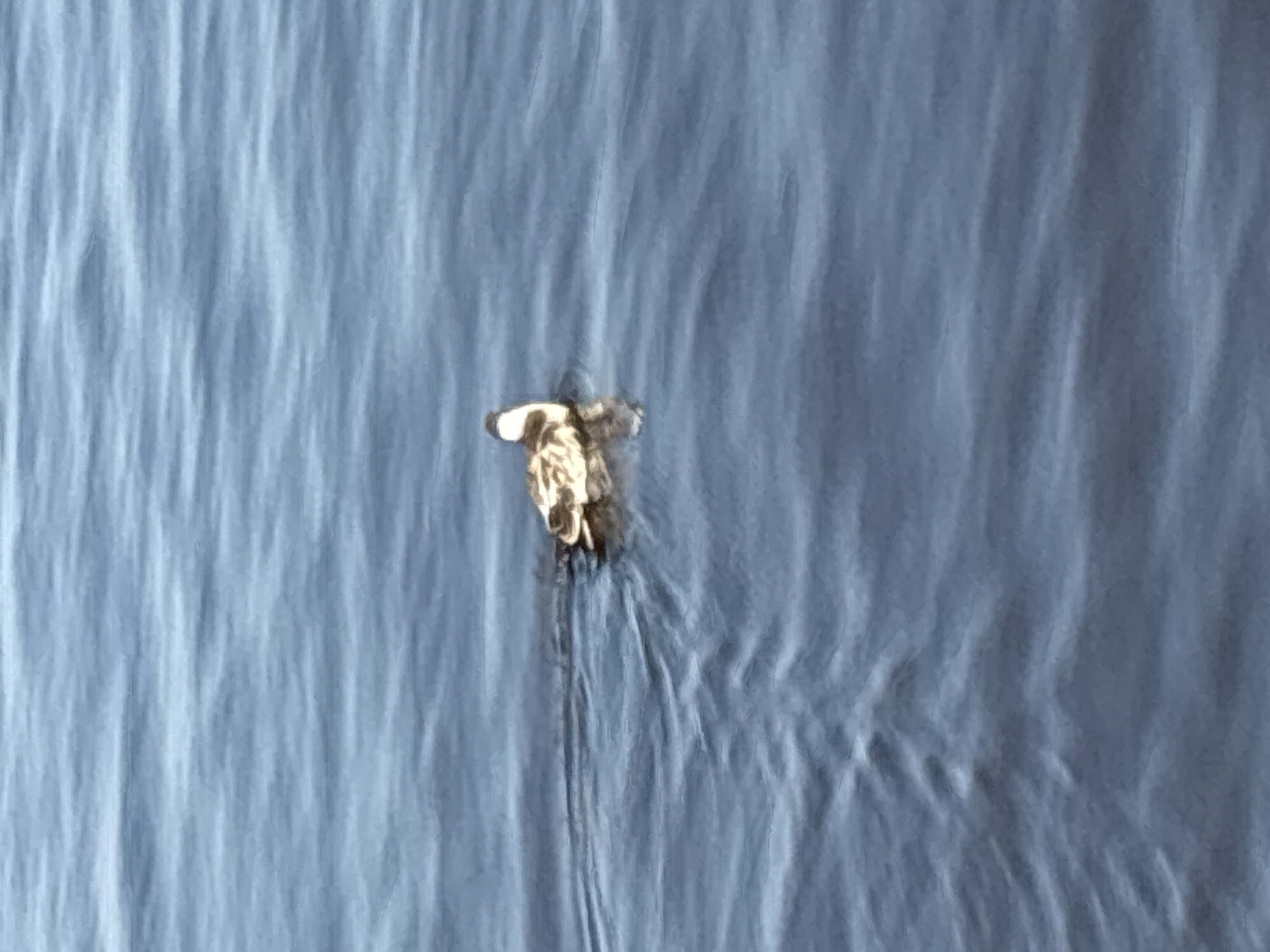 This media file captures an aerial view of a duck swimming in calm, blue water. The duck is the central subject, appearing as a small, brown and white figure in the vast expanse of water. It is in motion, creating ripples and a wake behind it that are visible against the textured surface of the water. The water itself has a rippled texture, suggesting gentle movement or currents. The overall impression is one of tranquility and nature. The lighting suggests it could be daytime, with no strong shadows to indicate early morning or late evening. There are no visible people or man-made objects in the frame, emphasizing the natural setting. The location is Sestroretsk, Russia.