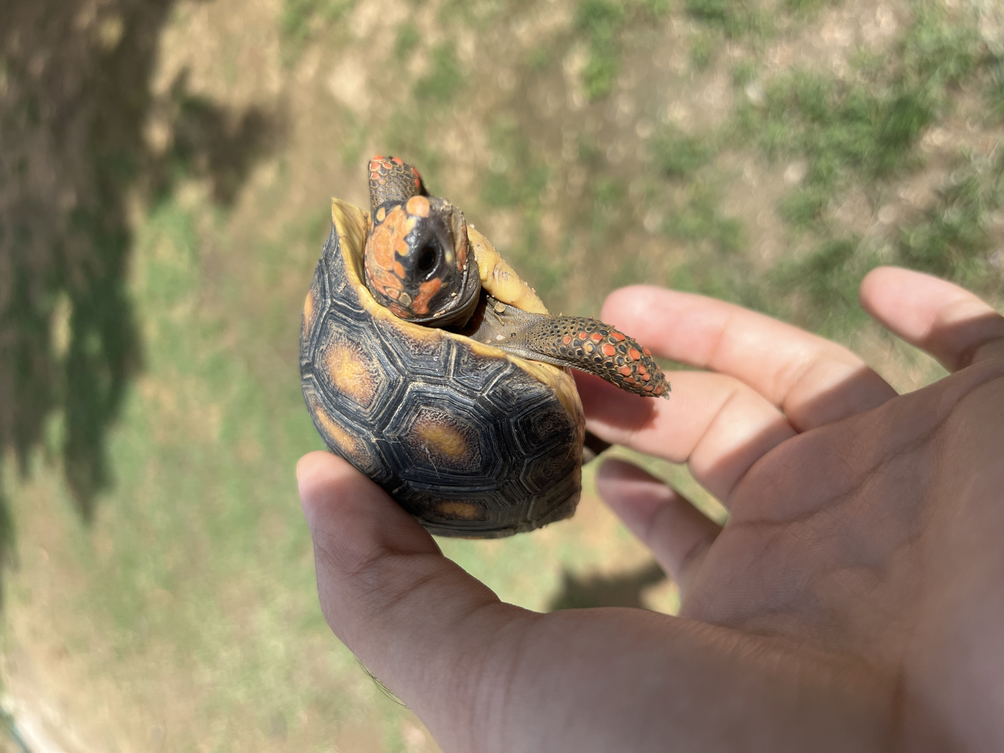 A juvenile tortoise, identified by its distinct dark carapace adorned with symmetrical orange-yellow central markings on each scute, is depicted being held by a human hand. The tortoise's head and limbs are characterized by a black epidermal base overlaid with vibrant orange-red patterns, including prominent markings around its dark eyes and on its scaled forelegs. A light-skinned human hand supports the tortoise, with the thumb and index finger grasping the dorsal aspect of its shell. Visible epidermal creases are present on the hand. The background is an out-of-focus outdoor scene featuring variegated green vegetation and earthen tones, indicating a natural, sunlit environment. The location of this scene is Tinaquillo, Venezuela.