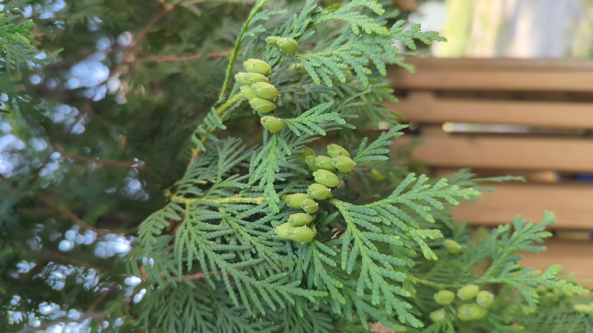 The image is a close-up shot of a coniferous tree branch, likely a cedar, with small, immature cones clustered on its feathery green needles. The branch is in focus, displaying the intricate texture of the foliage and the developing cones, which are light green and ovular. In the background, out of focus, is a portion of a wooden fence, appearing to be a light brown color. Beyond the fence, the environment is blurred, suggesting an outdoor setting, possibly a residential backyard or park. The lighting indicates it is daytime, with soft sunlight filtering through the leaves, creating some bokeh effects in the upper portions of the image. The scene is devoid of any people or animals. The overall impression is one of natural growth and a serene outdoor environment.