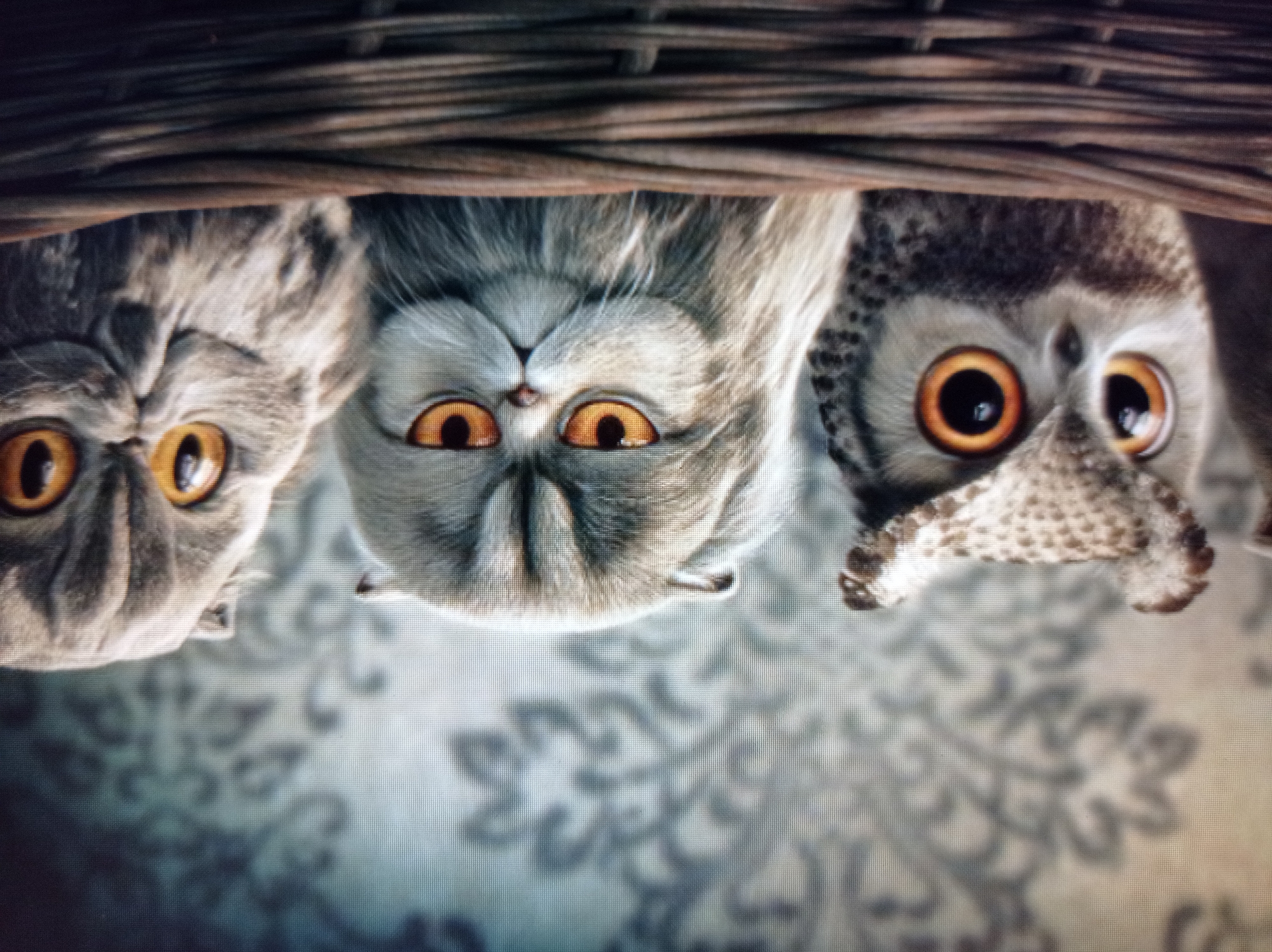 In the foreground of the image, a wicker basket holds three subjects. From left to right, the first subject is an owl with large, expressive orange eyes and a speckled brown and white head. Next to the owl is a fluffy grey cat with piercing orange eyes and a flattened face. To the right of this cat is another fluffy grey cat with bright orange eyes, a squashed nose, and wrinkled fur. The background features a textured, light-colored wallpaper with a darker, ornate floral pattern. The image is a close-up shot, focusing on the faces of the animals. There is no indication of any location in the city of Mukachevo, Ukraine.