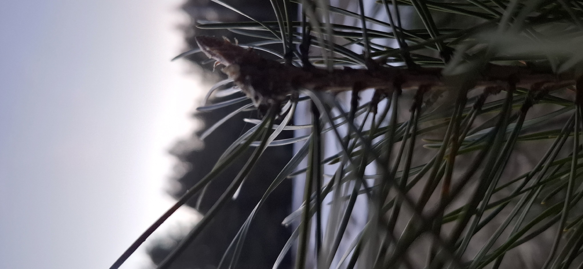 The image shows a close-up view of pine needles and a branch against a blurred background, suggestive of a natural setting. The needles are predominantly green with hints of gray. The branch is brown and textured. The background appears to be a mix of gray and white, likely indicating a building or sky. The photo's angle is tilted. The specific location within the city of Chaikovsky, Russia is not discernible from the image alone.