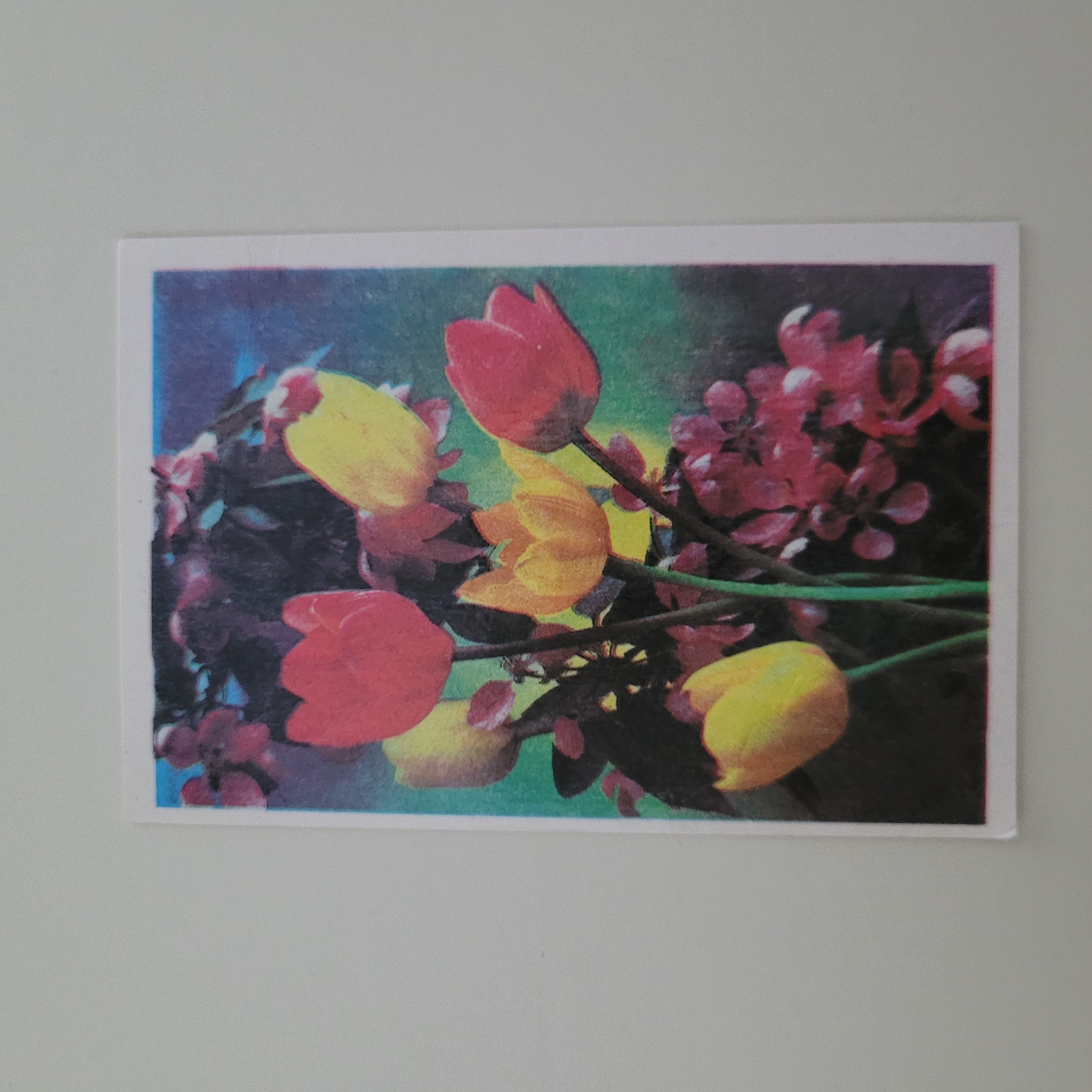 The image is a photograph of a postcard featuring a painting of tulips. The postcard is placed on a plain, light-colored surface. The painting depicts a bouquet of tulips in various shades of red and yellow, with dark green stems and foliage. In the background, there are dark, blurred shapes that could represent other flowers or leaves. The overall impression of the painting is vibrant and colorful, though the image quality of the postcard is somewhat grainy. There is no indication of the city of Jūrmala, Latvia, in the image itself.