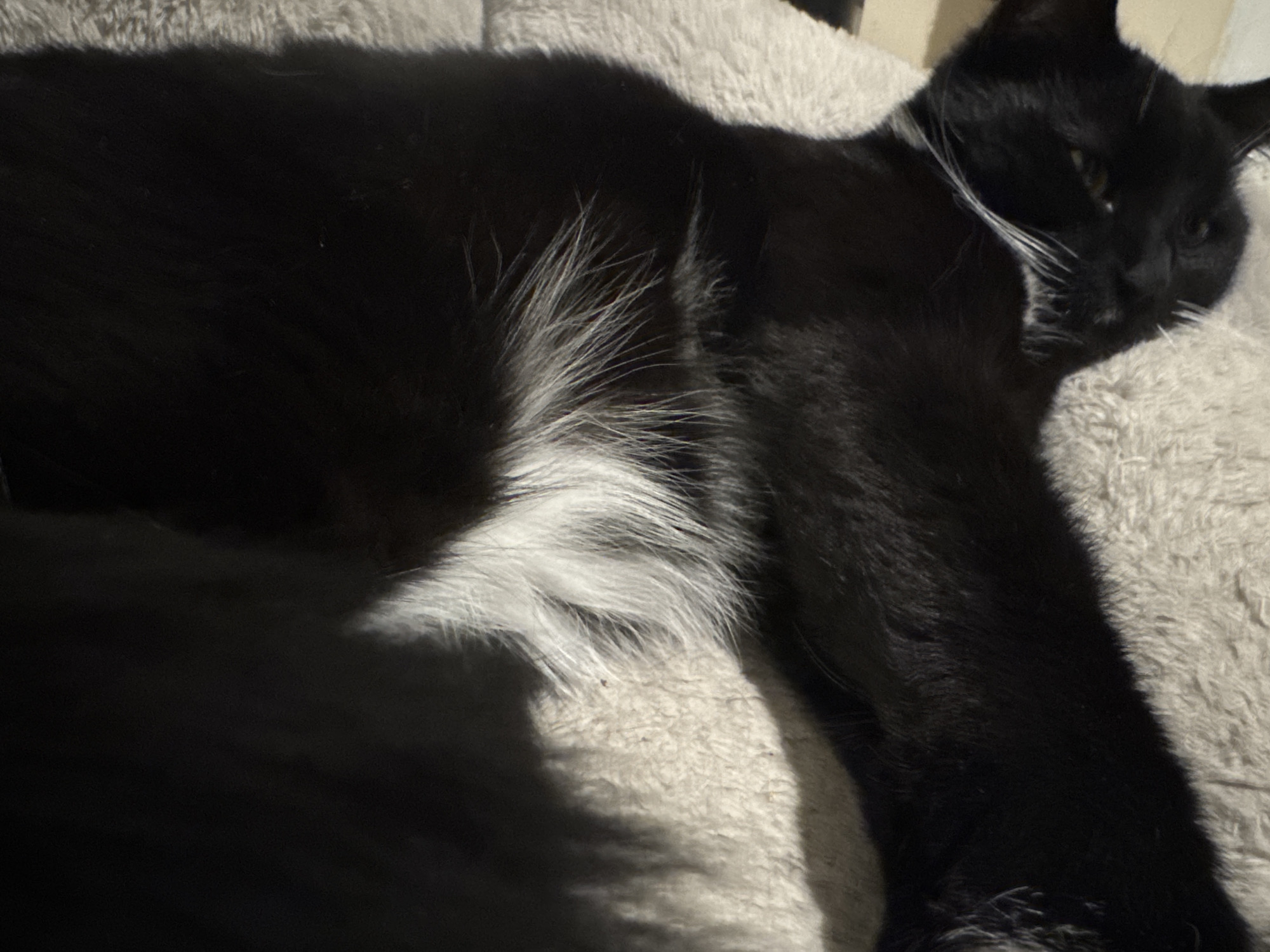 A black cat with white fur on its chest and prominent white whiskers is depicted lying on its right side on a light-colored, shaggy textile surface. The cat's eyes are partially open, showing amber irises. Its body appears relaxed, and a shadow is cast from its form onto the textile in the lower left quadrant of the image. The environment is indoors, dimly lit, within Desborough, United Kingdom.