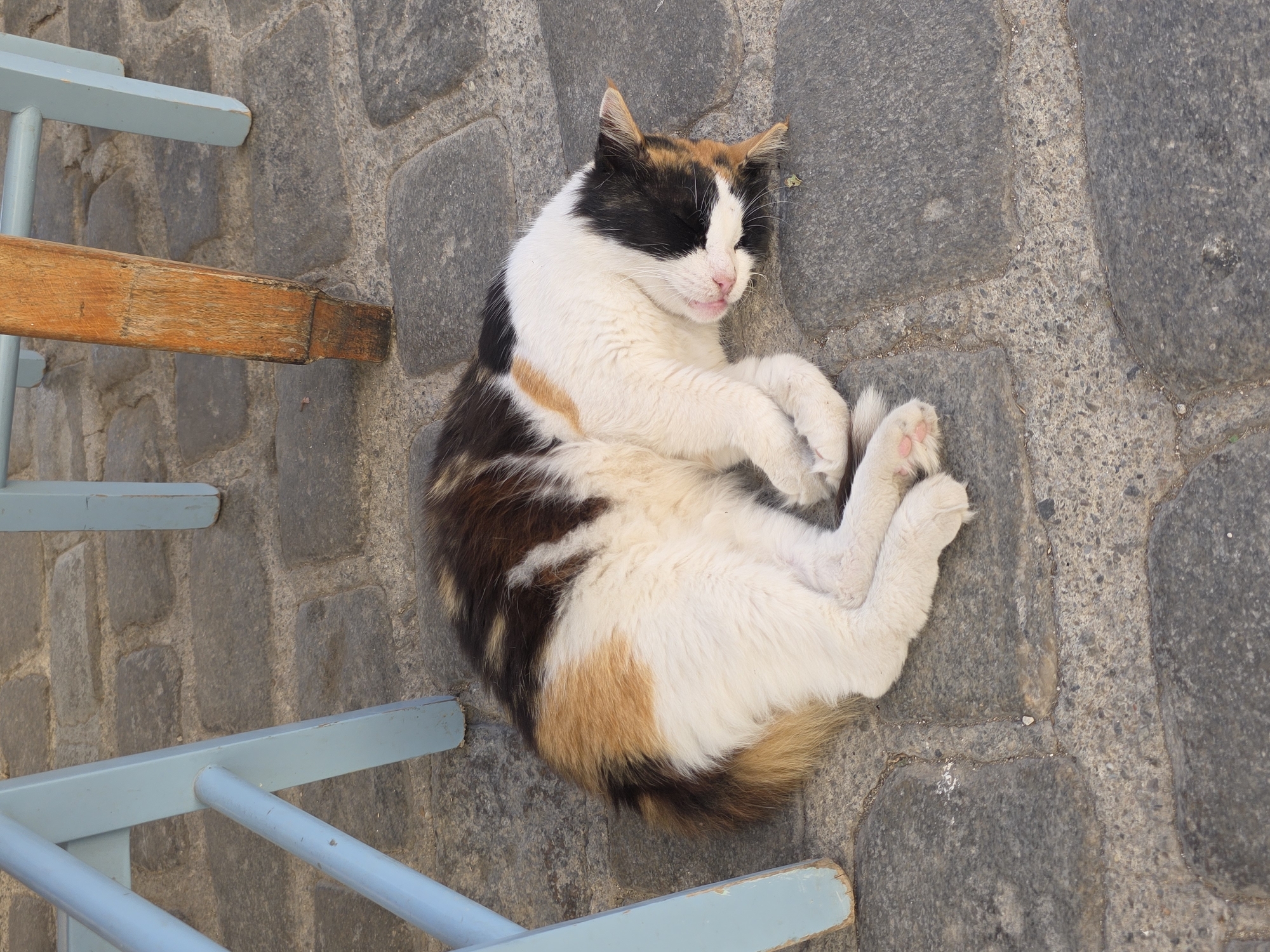 A calico cat sleeps curled on its side on a cobblestone street in Chania, Greece. The cat has patches of white, black, brown, and orange fur. Its eyes are closed, and its pink nose is visible. The cat is lying near the legs of two chairs, one with a light blue painted frame and the other with a weathered wooden leg. The cobblestones appear worn and uneven, suggesting an outdoor setting, possibly a pedestrian area or a courtyard.